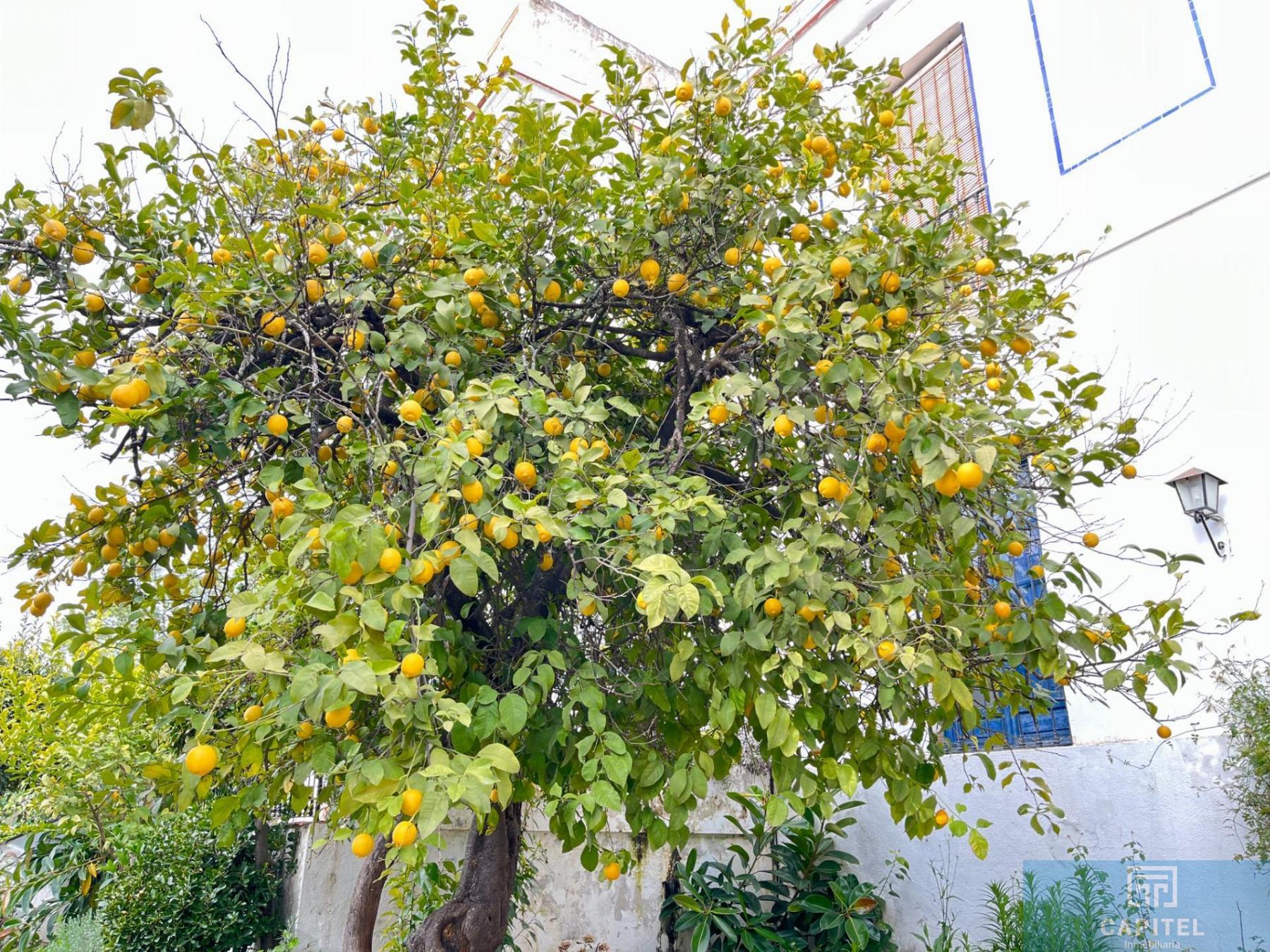 For sale of chalet in Córdoba