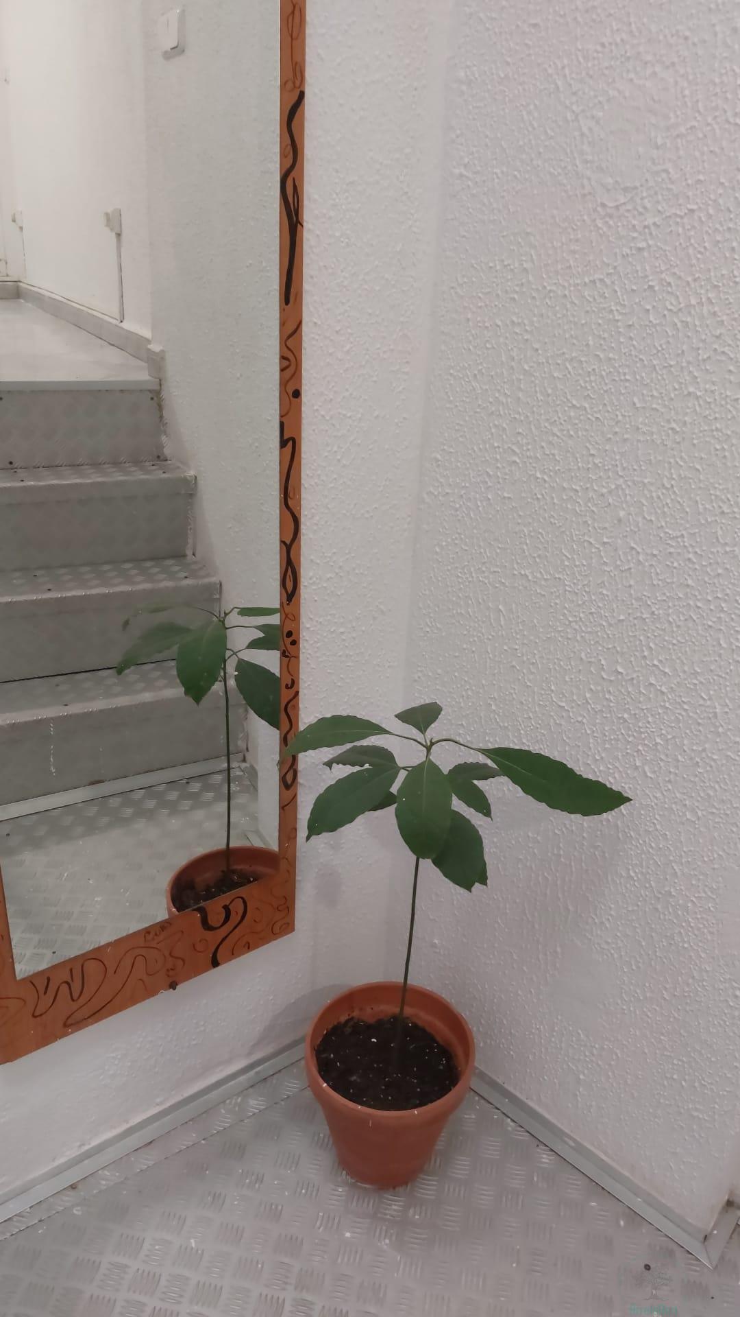 For rent of study in Barcelona