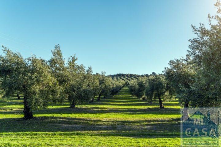 For sale of rural property in Mérida