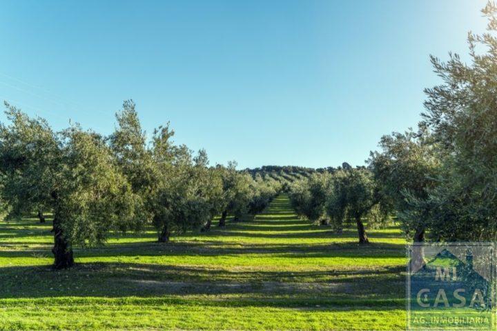 Venta de finca rústica en Mérida