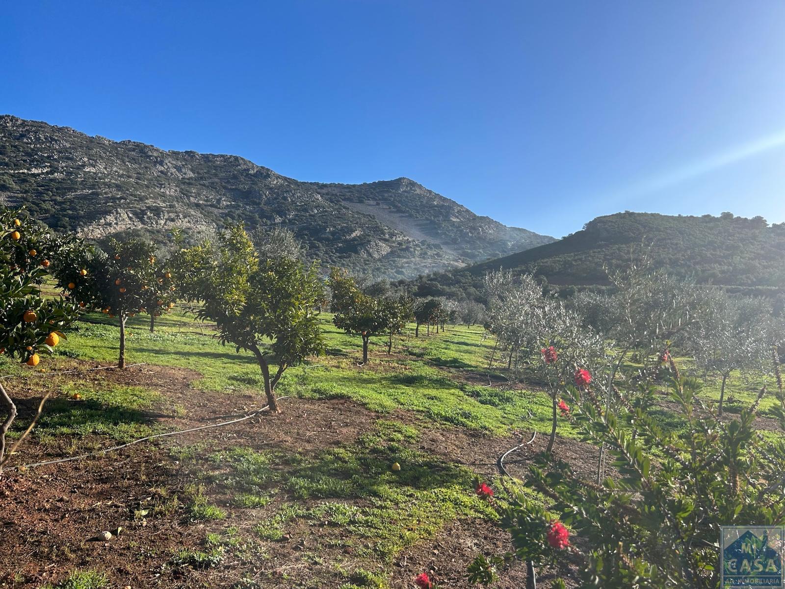 For sale of house in Alange