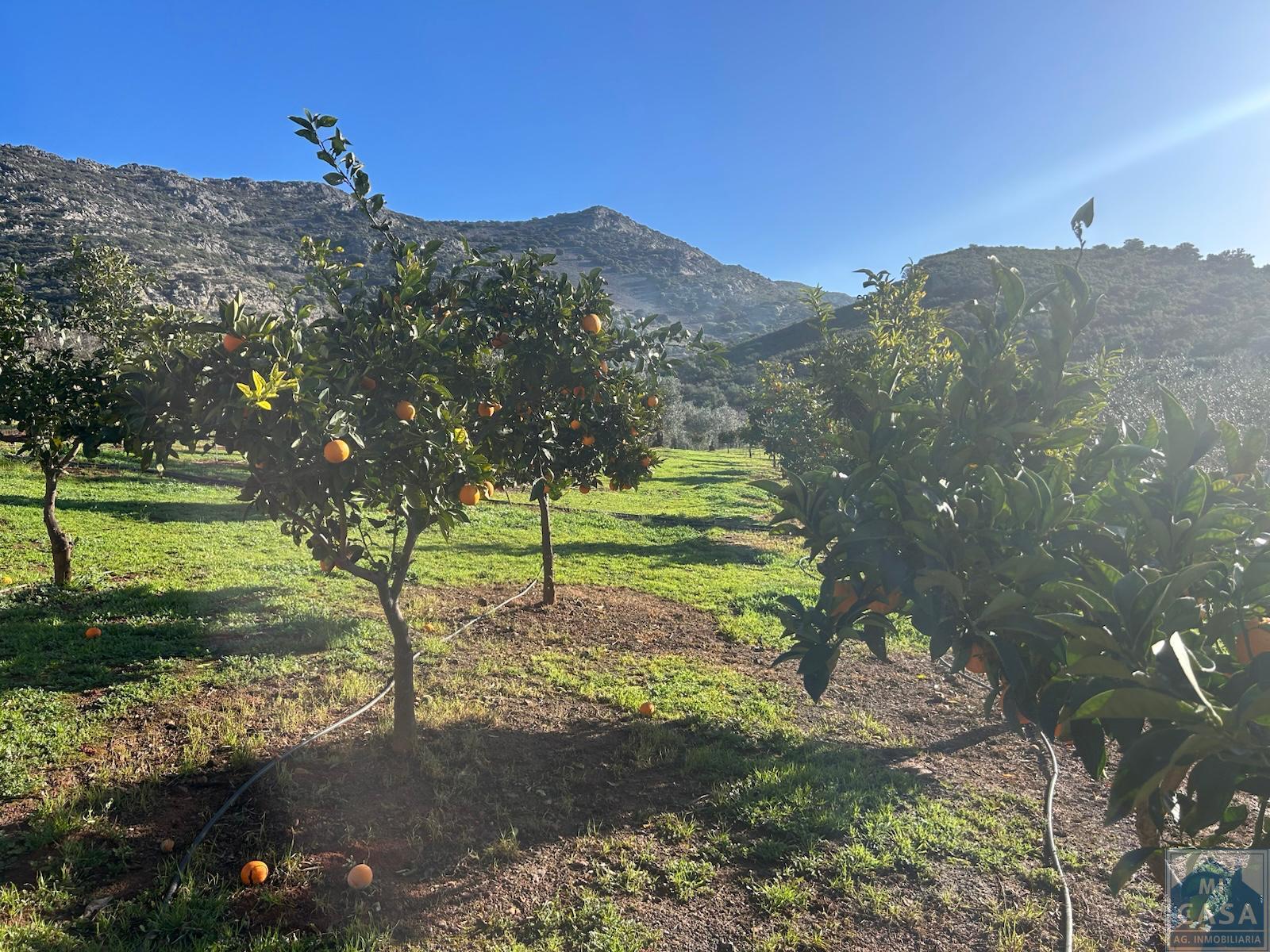 For sale of house in Alange