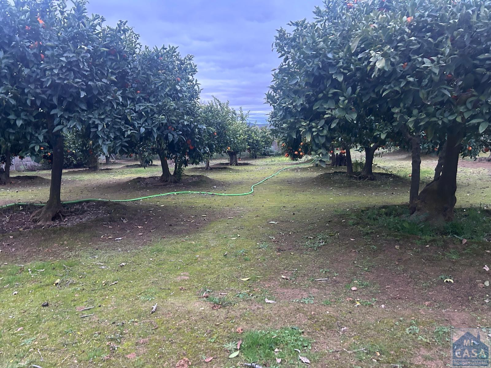 Venta de finca de recreo en Don Álvaro