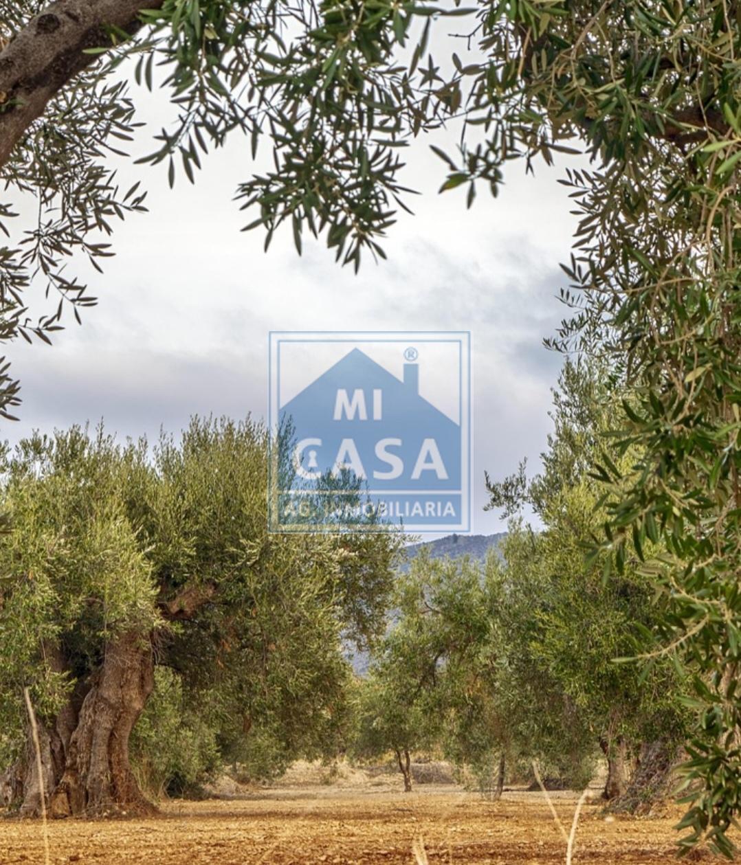For sale of rural property in Mirandilla