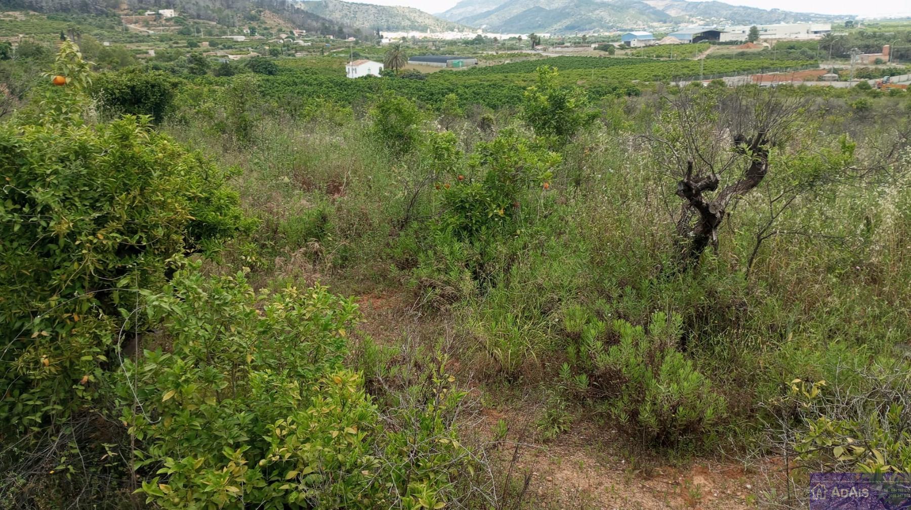 Venta de chalet en Palma de Gandía Venta de chalet en Palma de Gandía