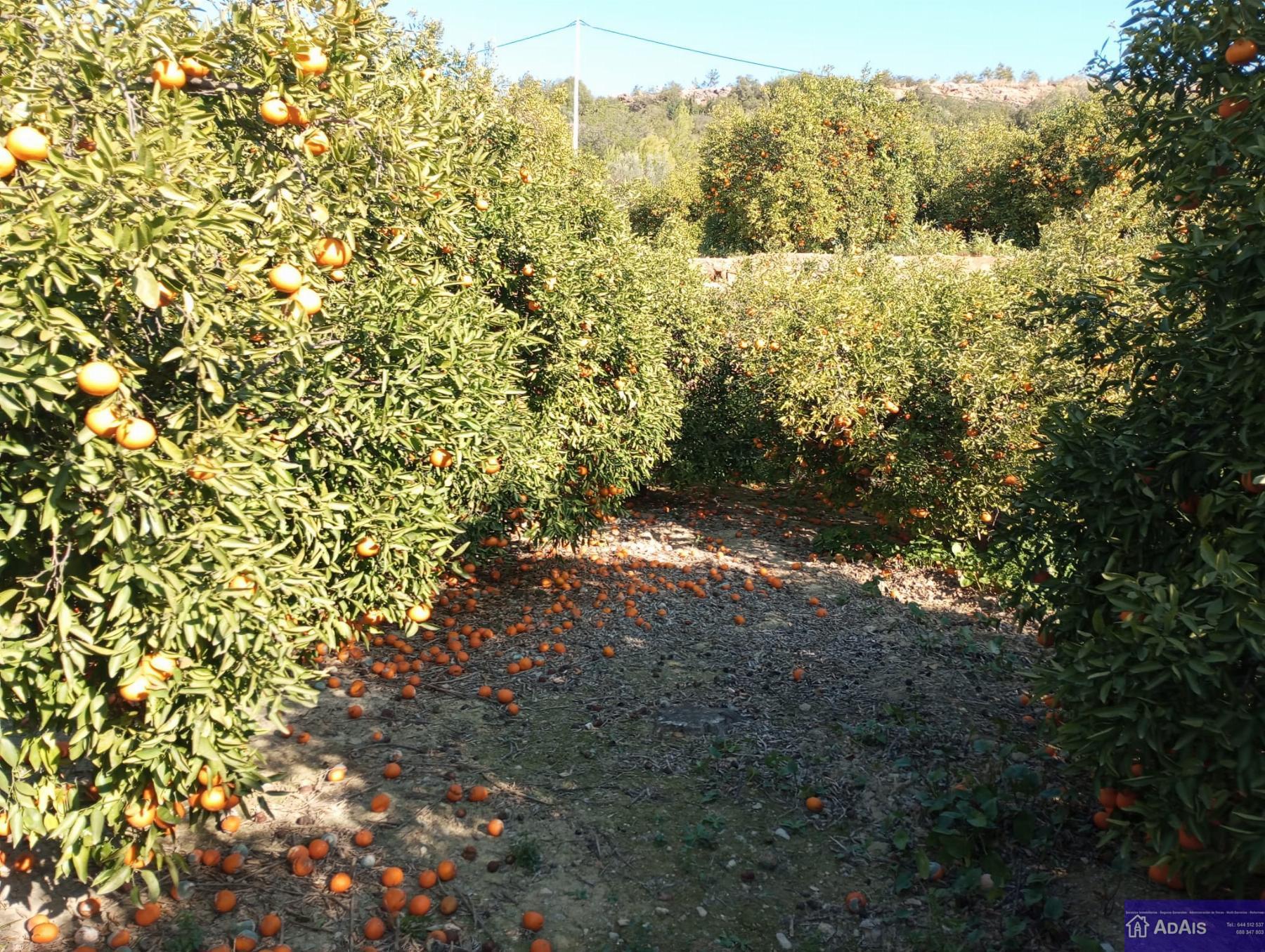 Venta de terreno en Beniflá Venta de terreno en Beniflá