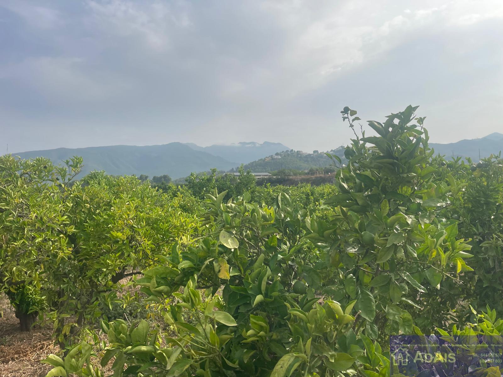 Venta de chalet en Villalonga