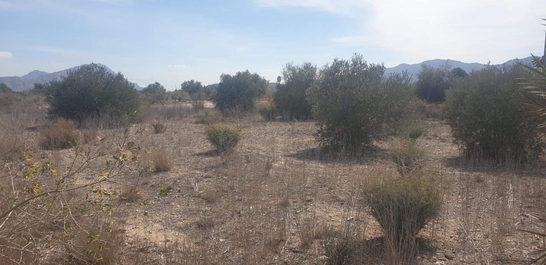 Terreno en Benferri — Photo 4