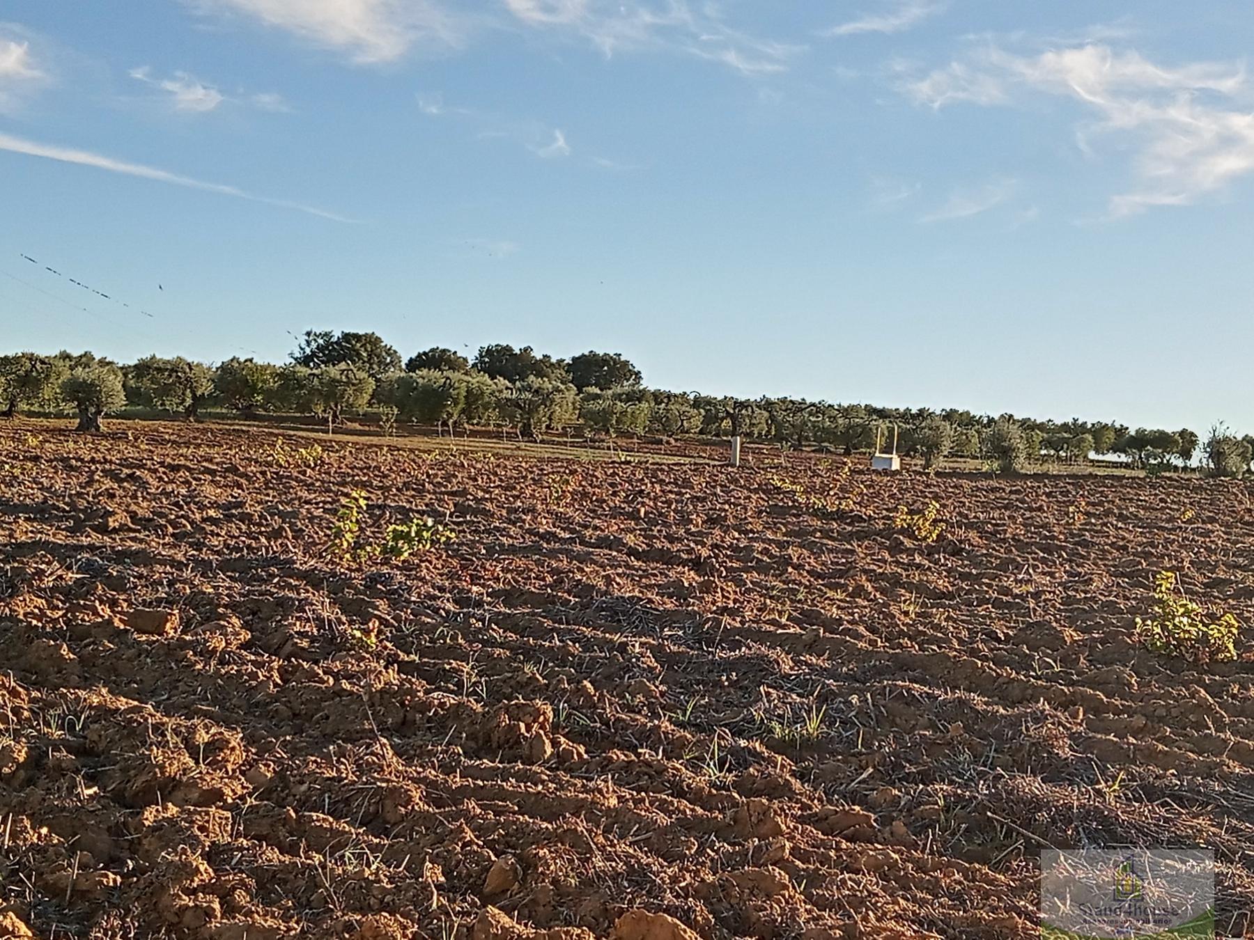 La terre