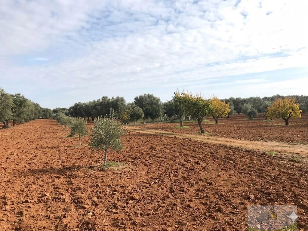 Terreno