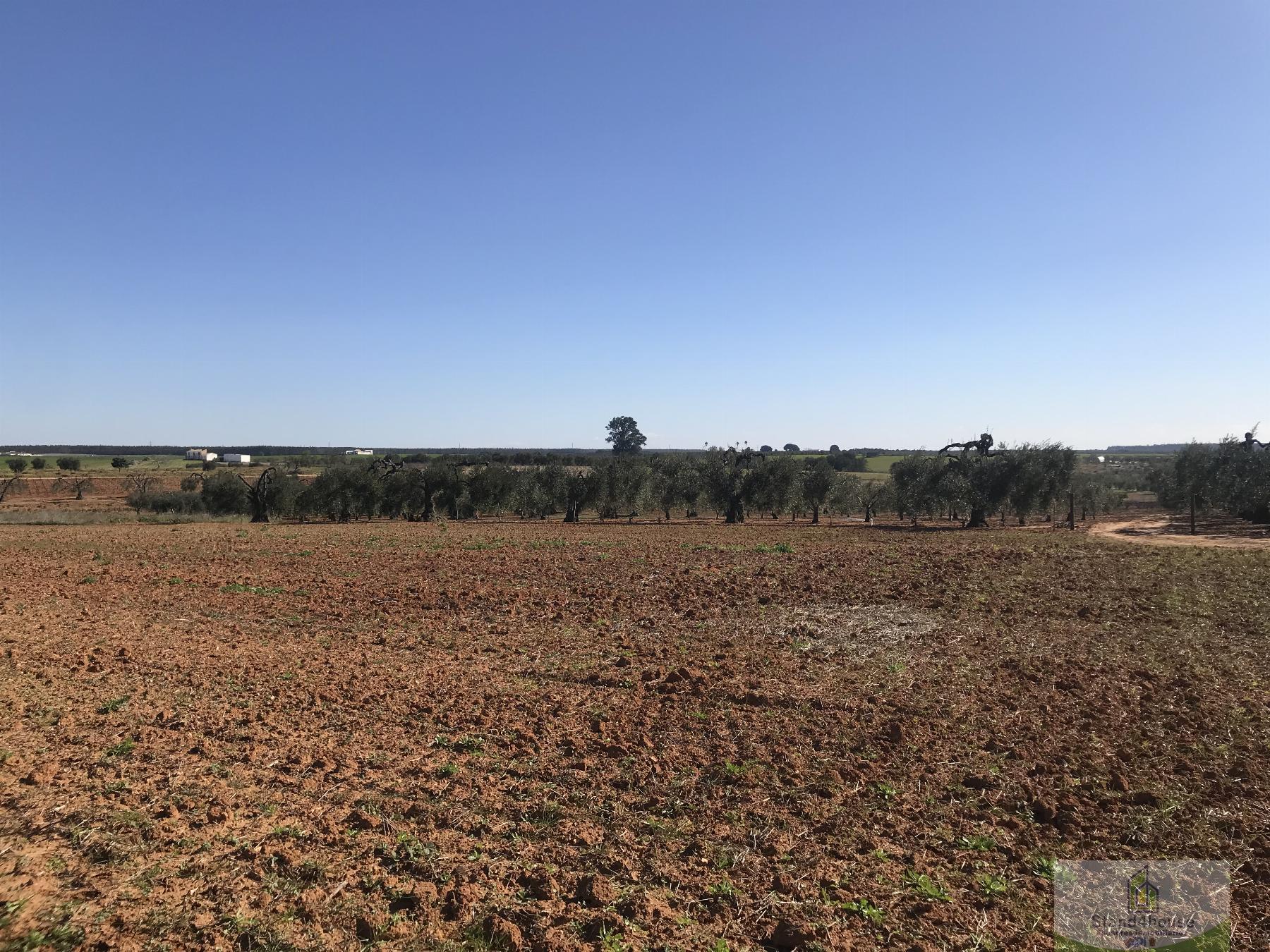 Venda de chão em Almonte