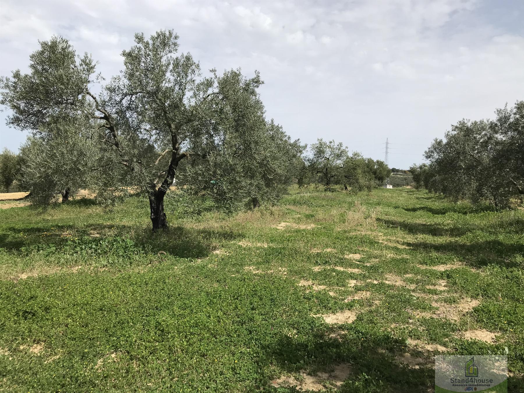 Ground