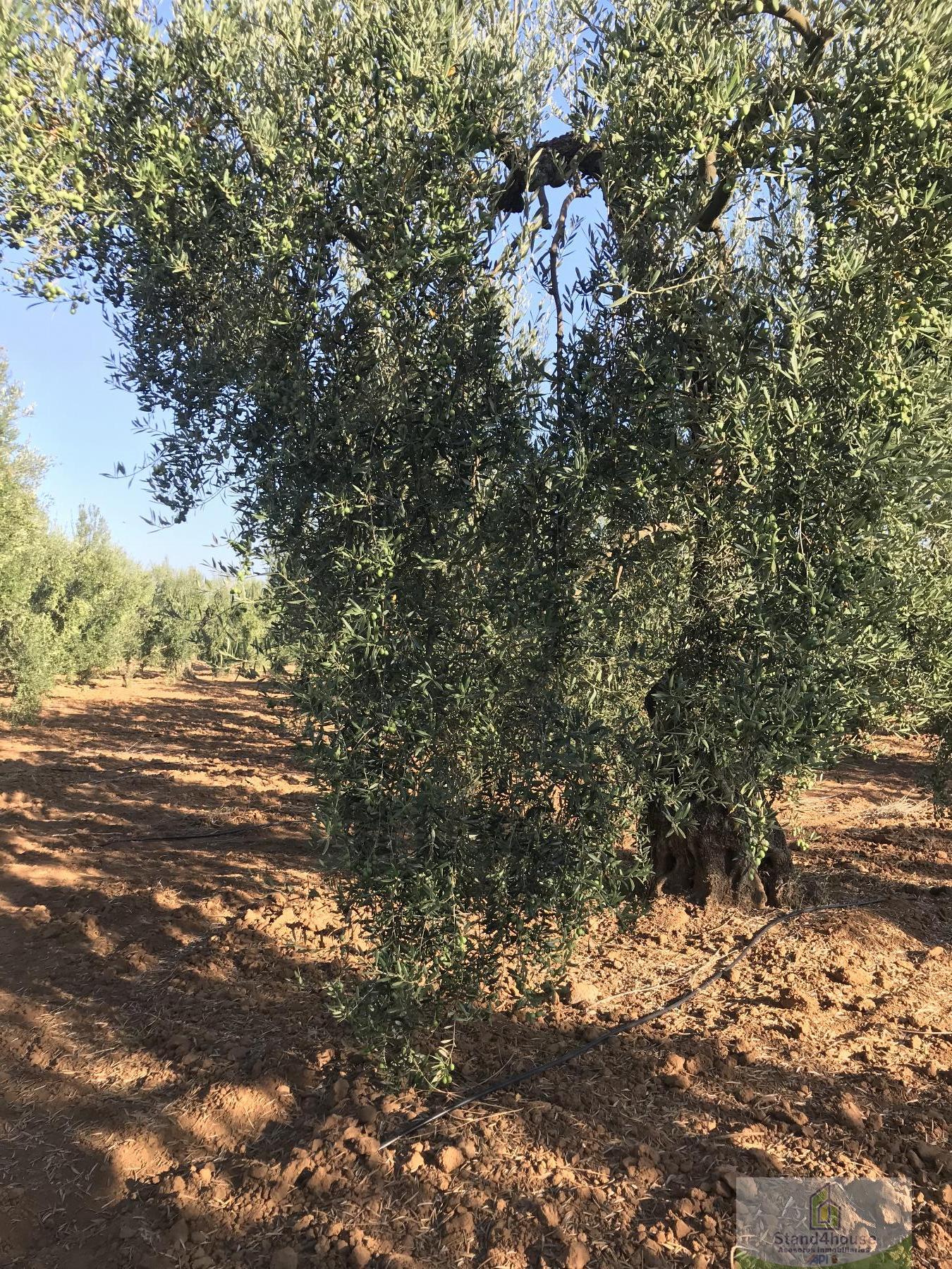 Ground