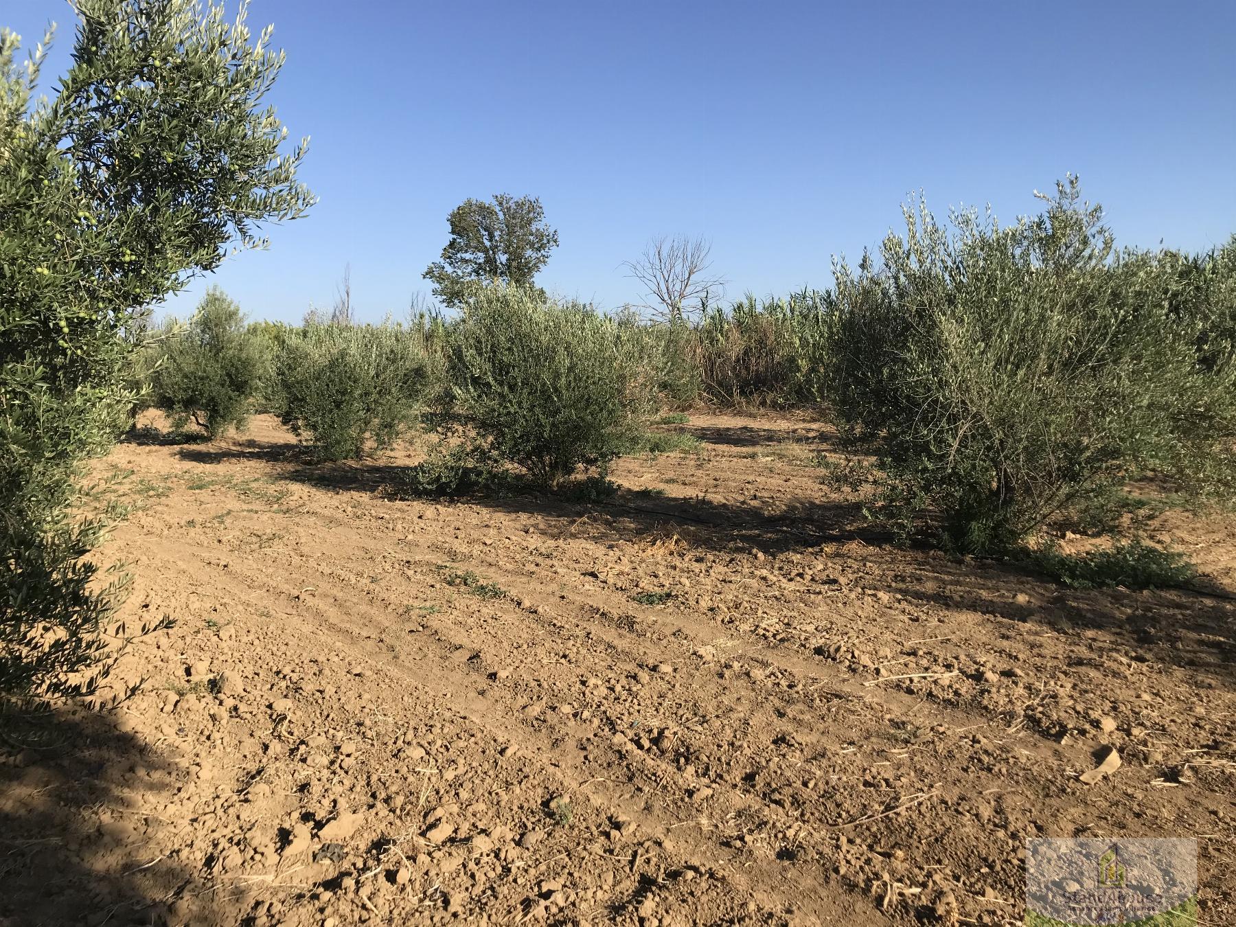 Ground