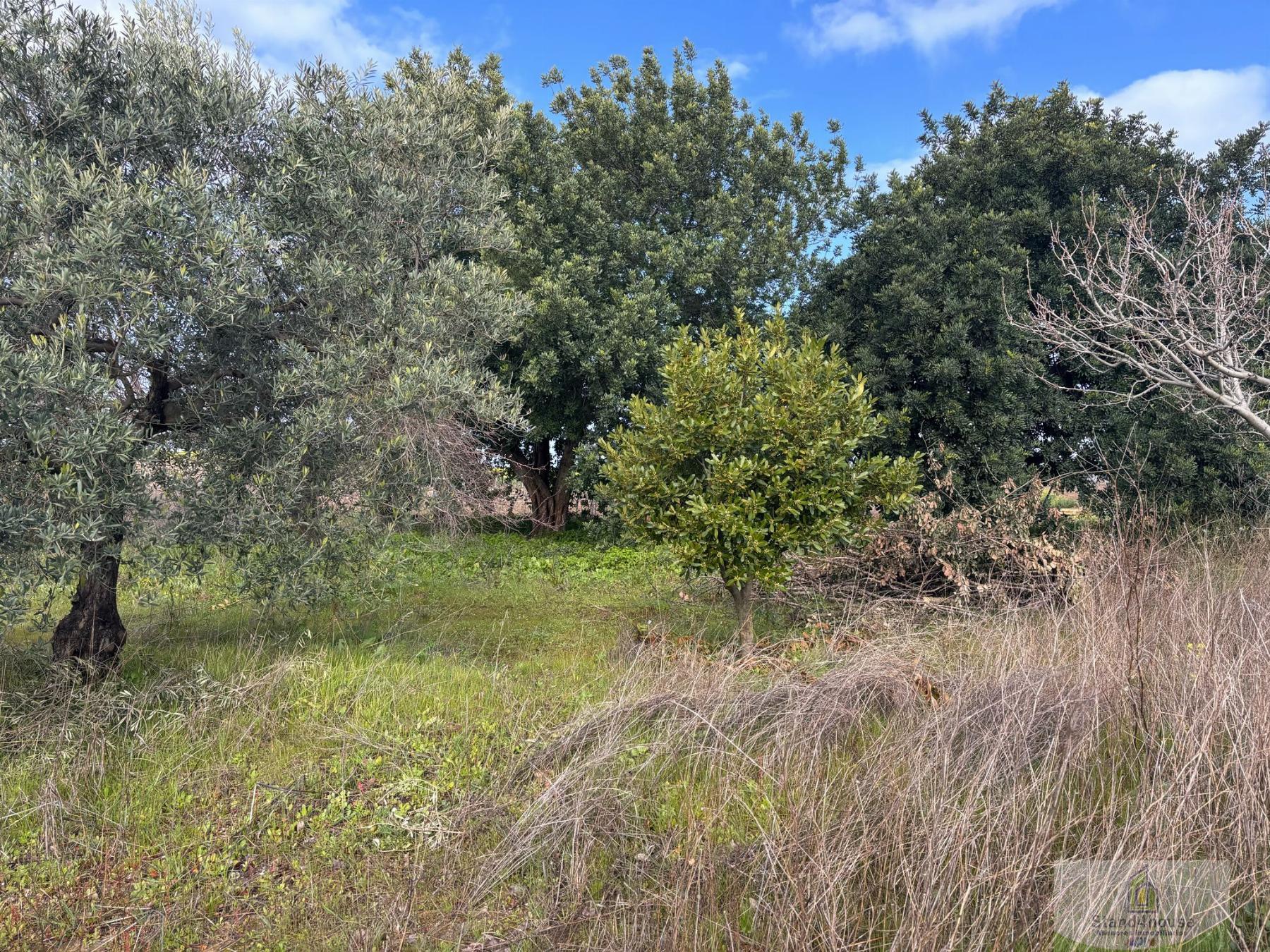 Terreno