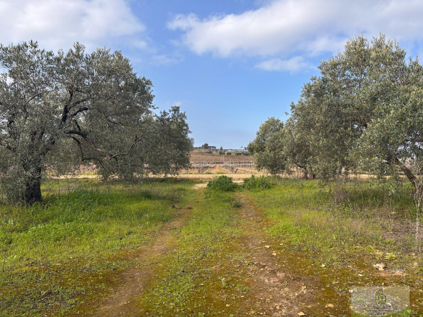 Terreno
