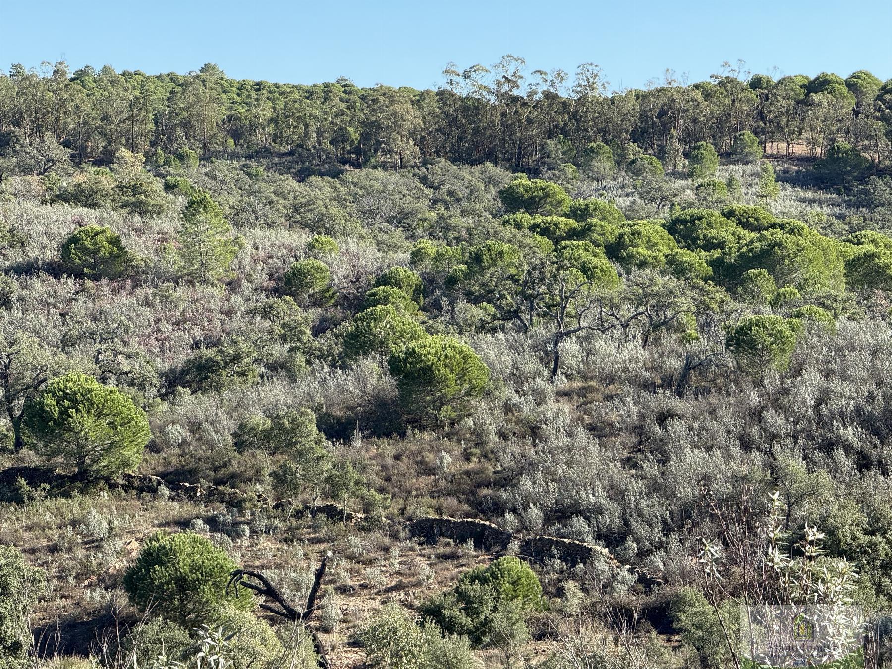 Venta de terreno en Berrocal
