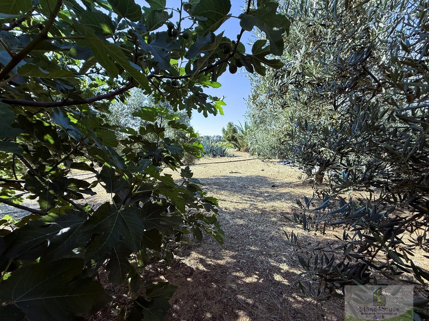 Terreno