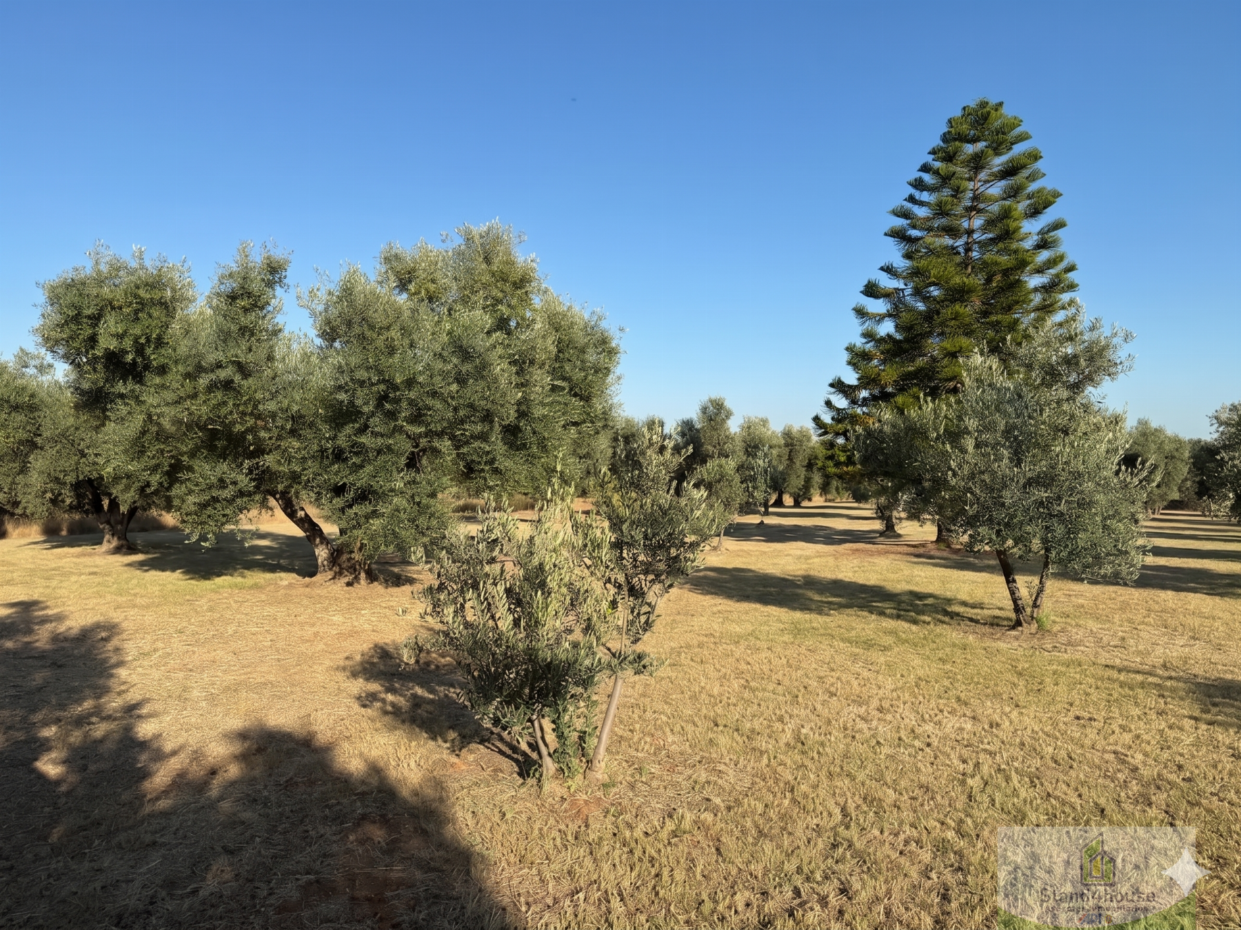 Terreno