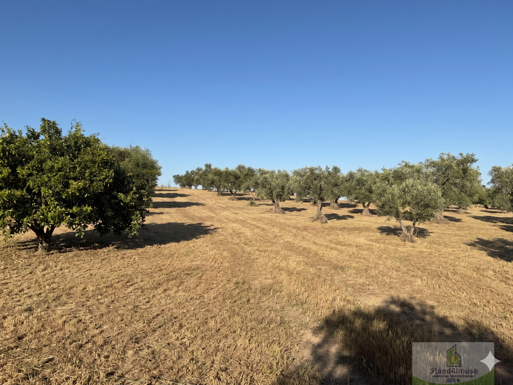 Terreno