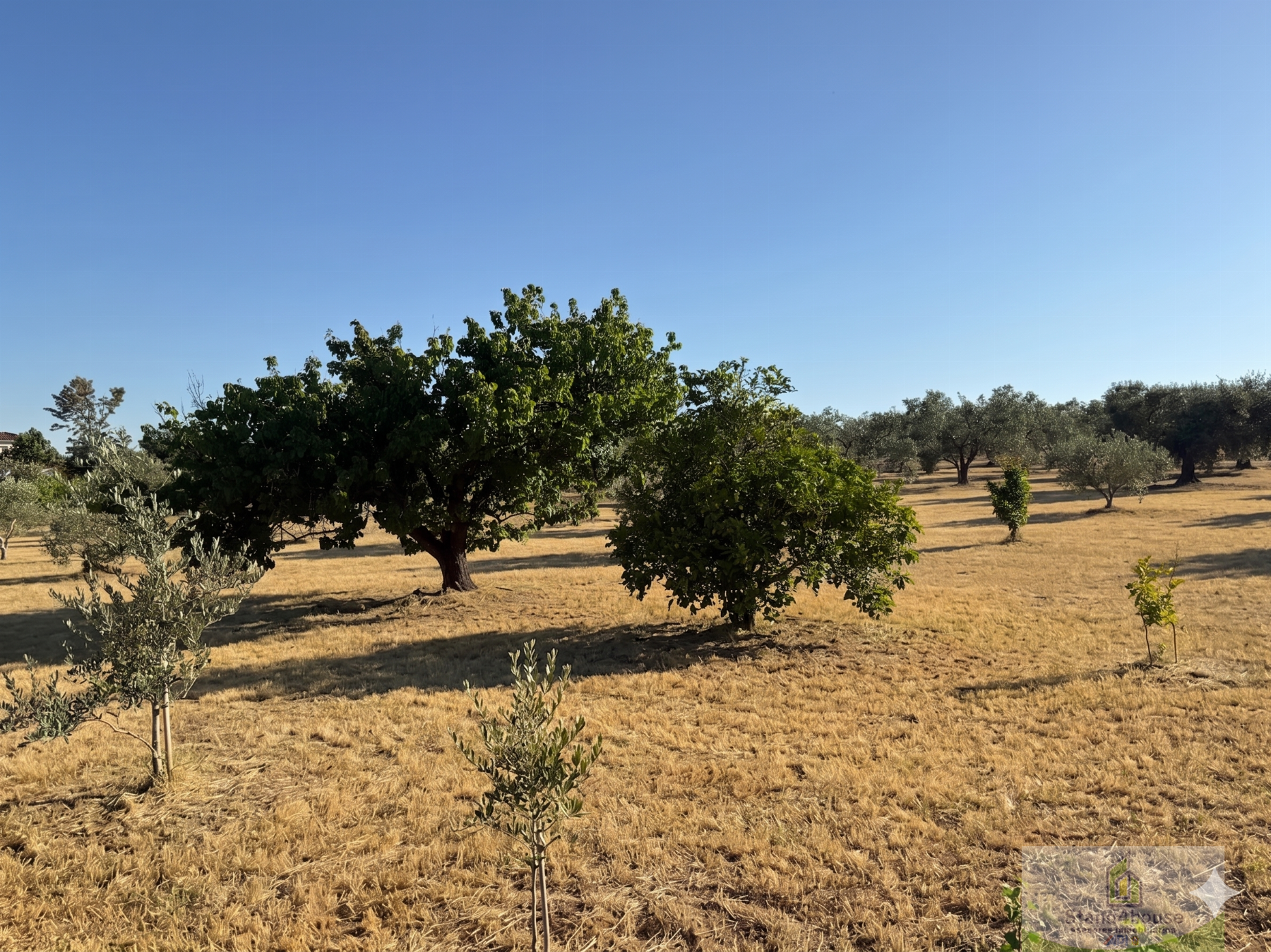 Terreno