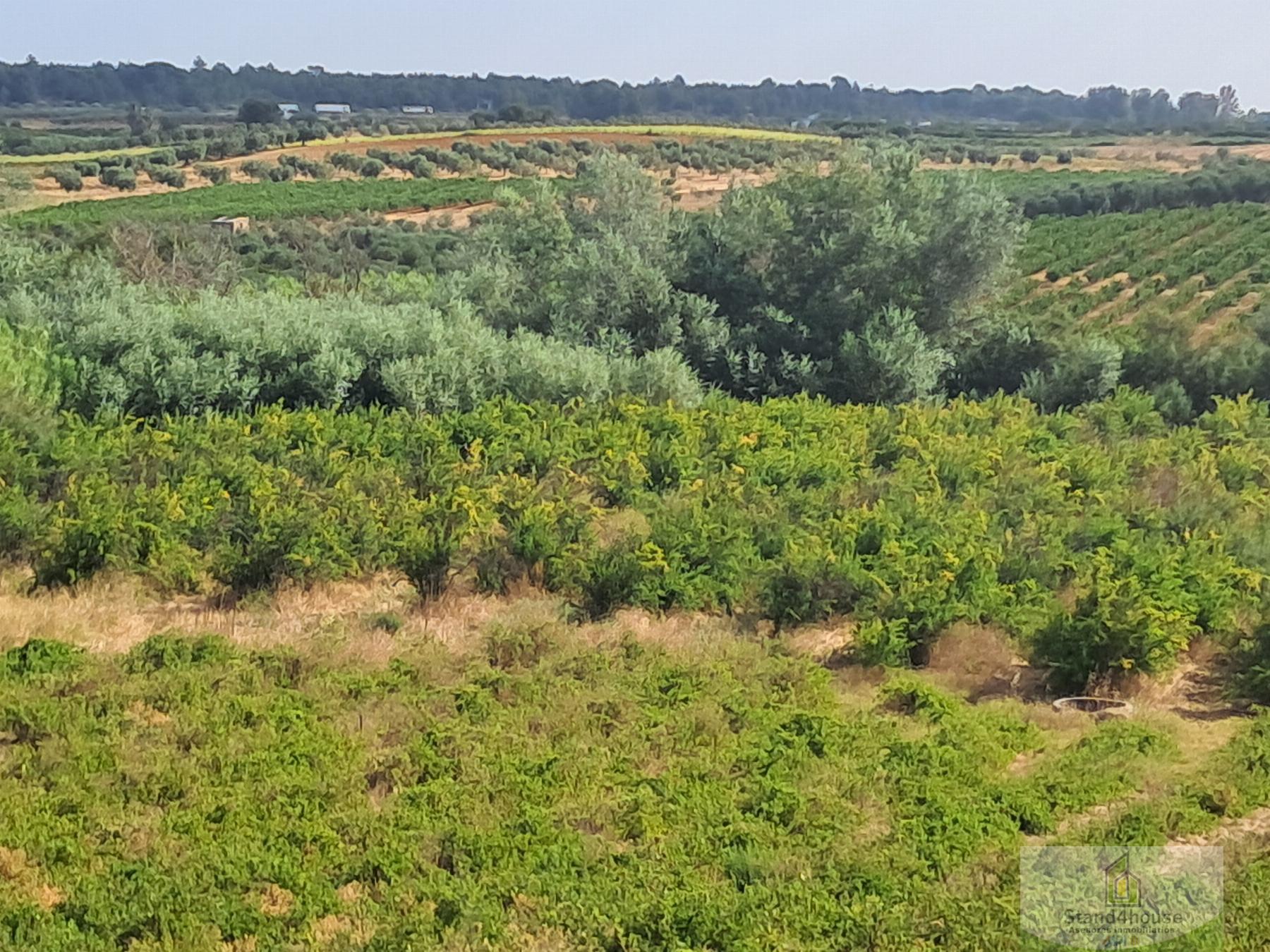 Terreno