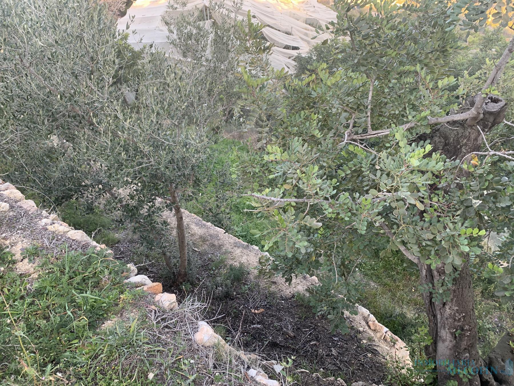 Venta de finca rústica en La Nucia