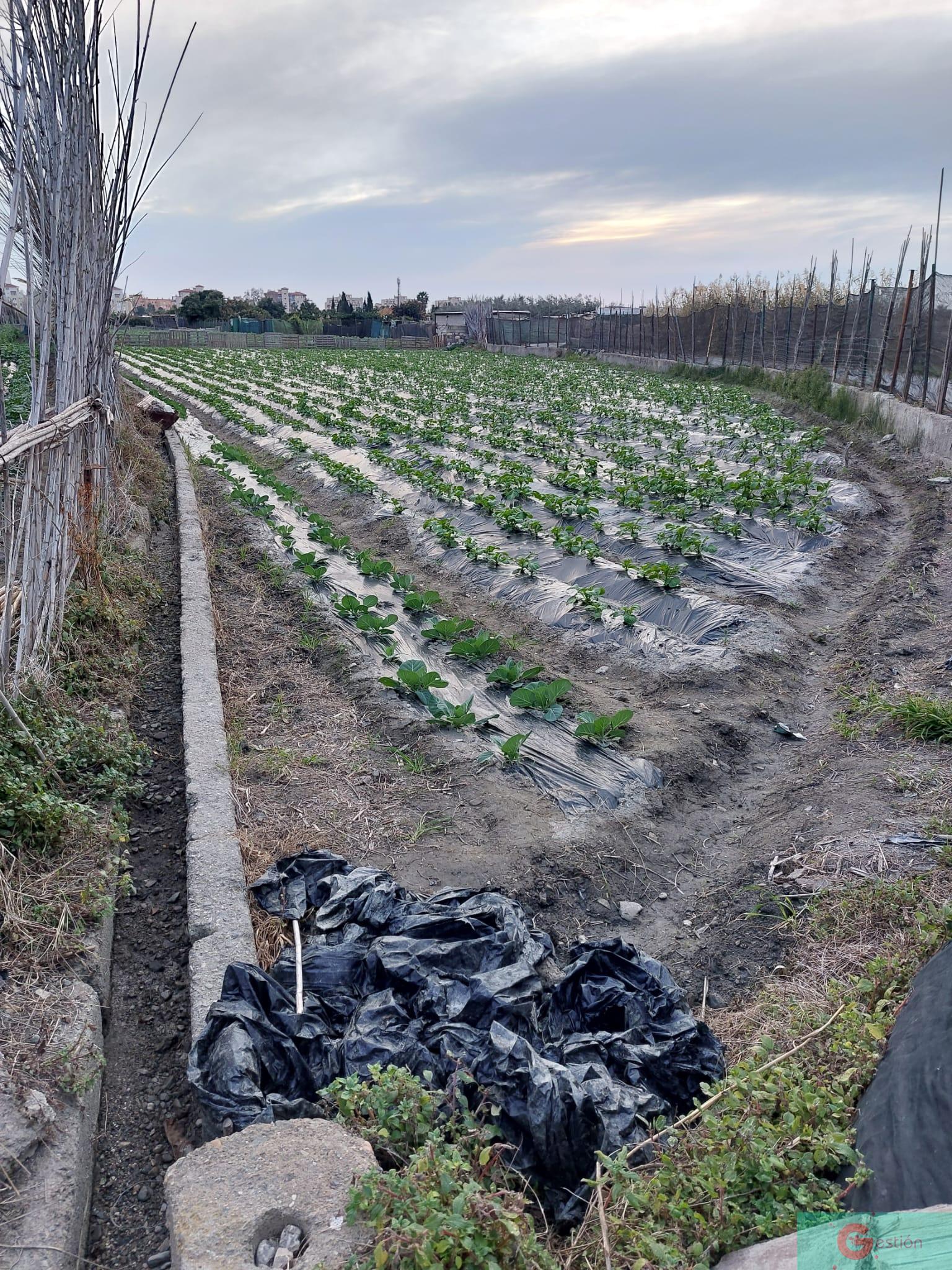 Venta de finca rústica en Salobreña