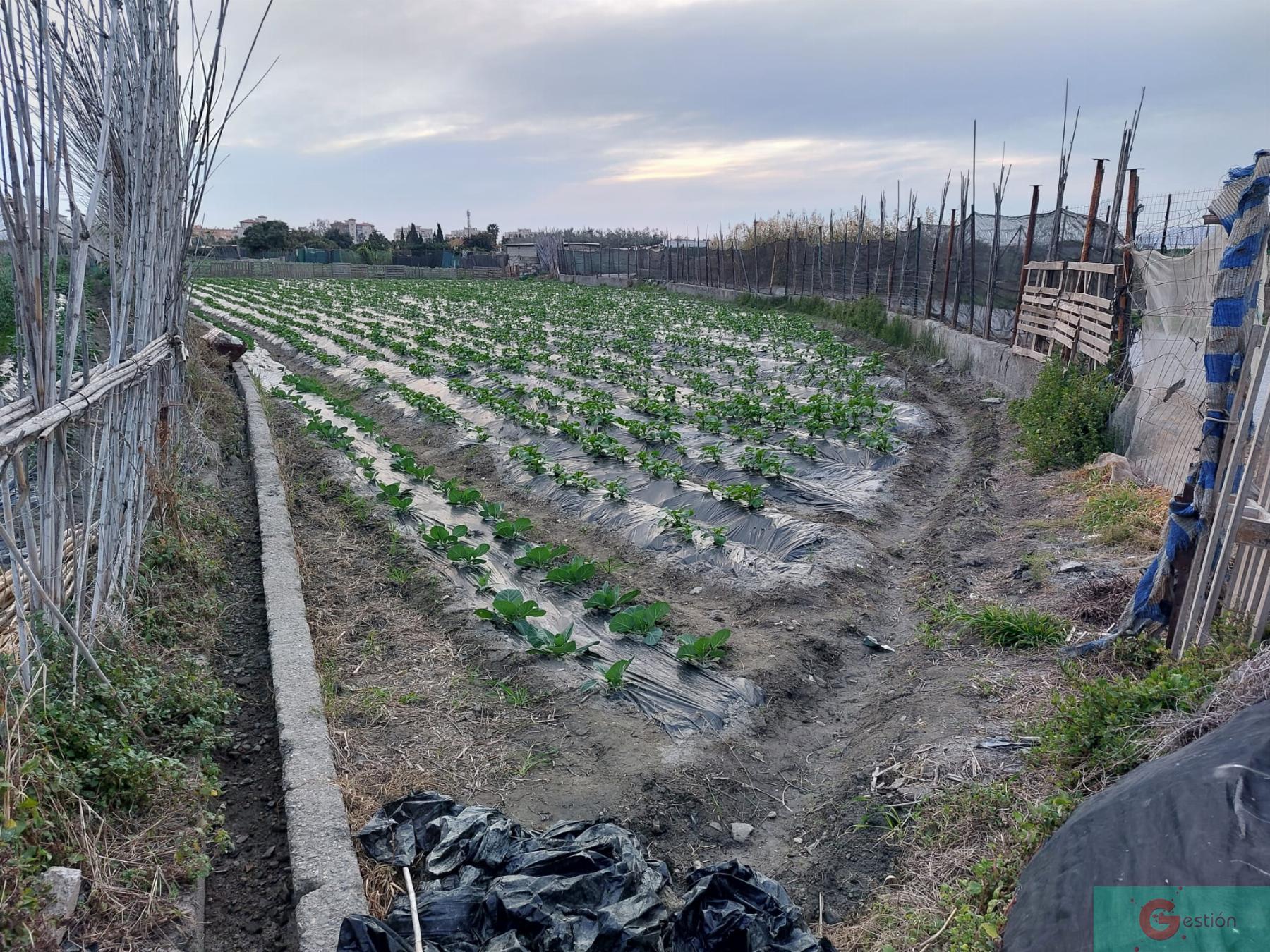 Venta de finca rústica en Salobreña