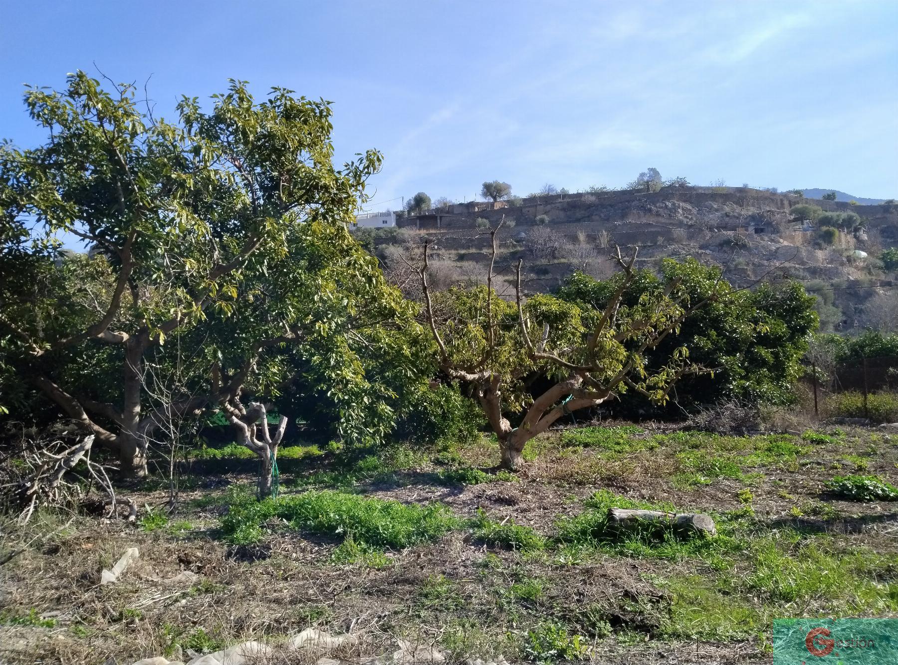 Venta de finca rústica en Vélez de Benaudalla