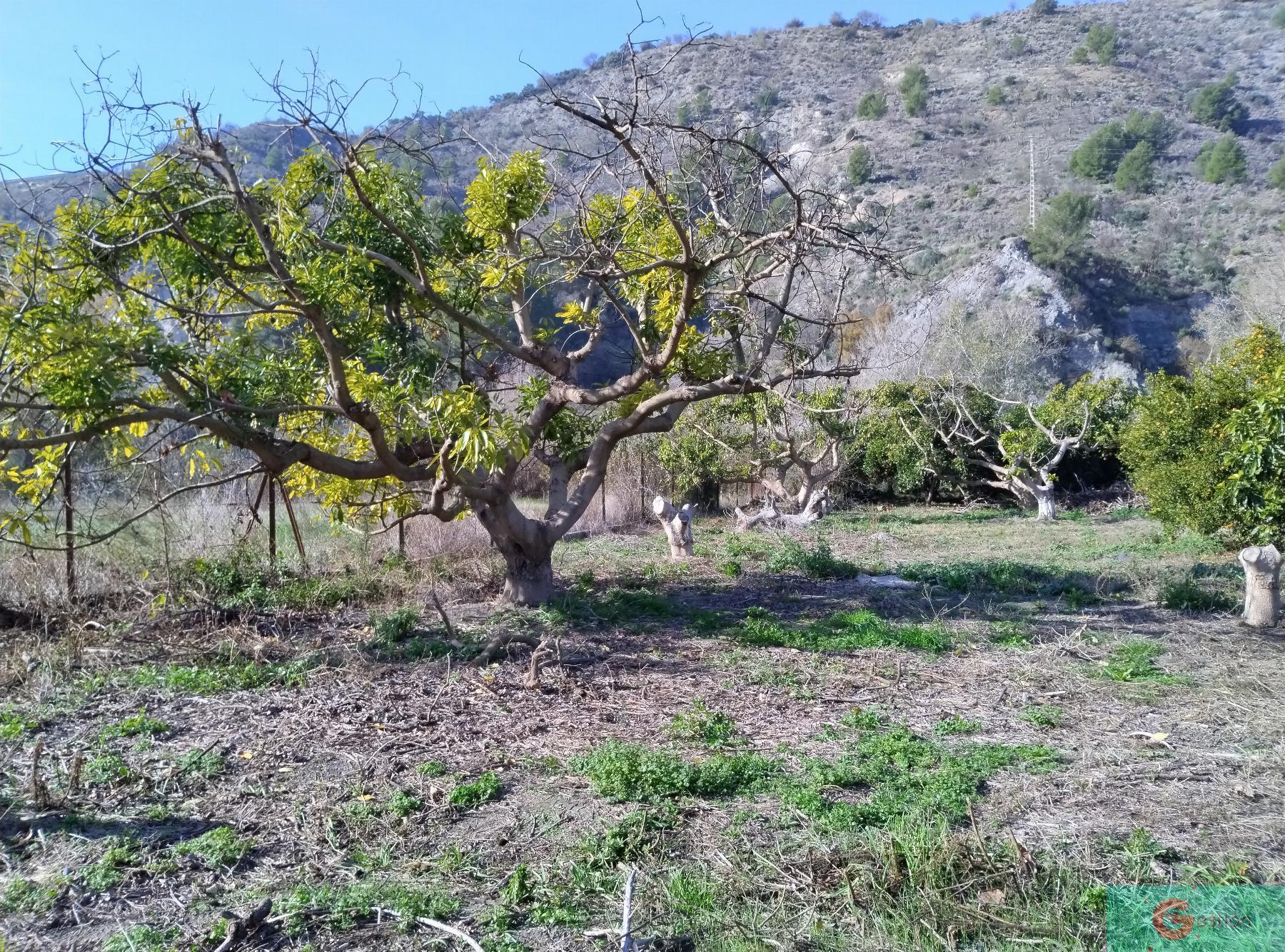 Venta de finca rústica en Vélez de Benaudalla