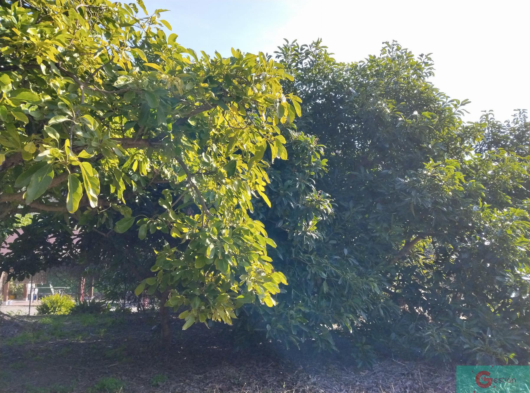 Venta de finca rústica en Vélez de Benaudalla