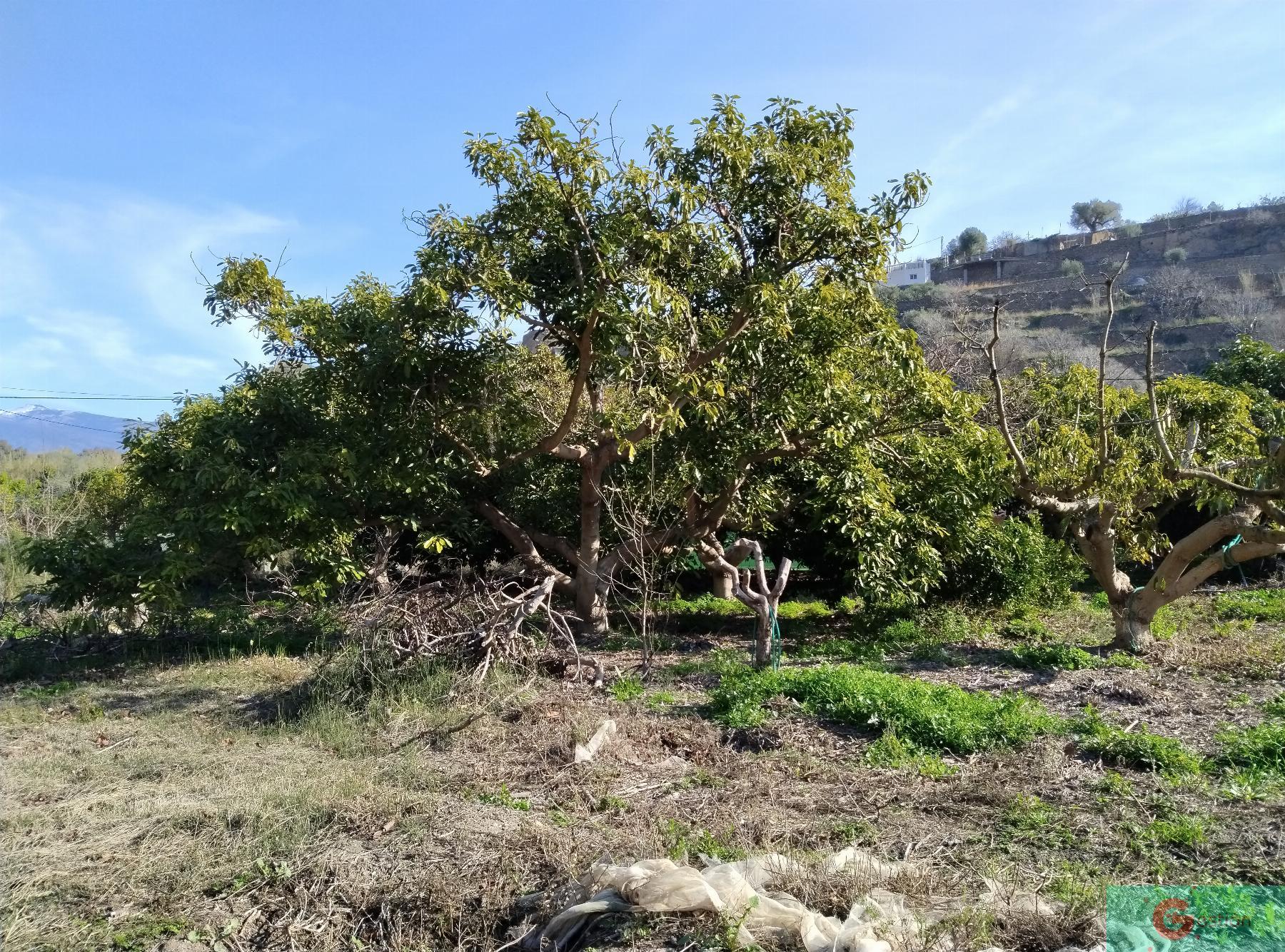 Venta de finca rústica en Vélez de Benaudalla