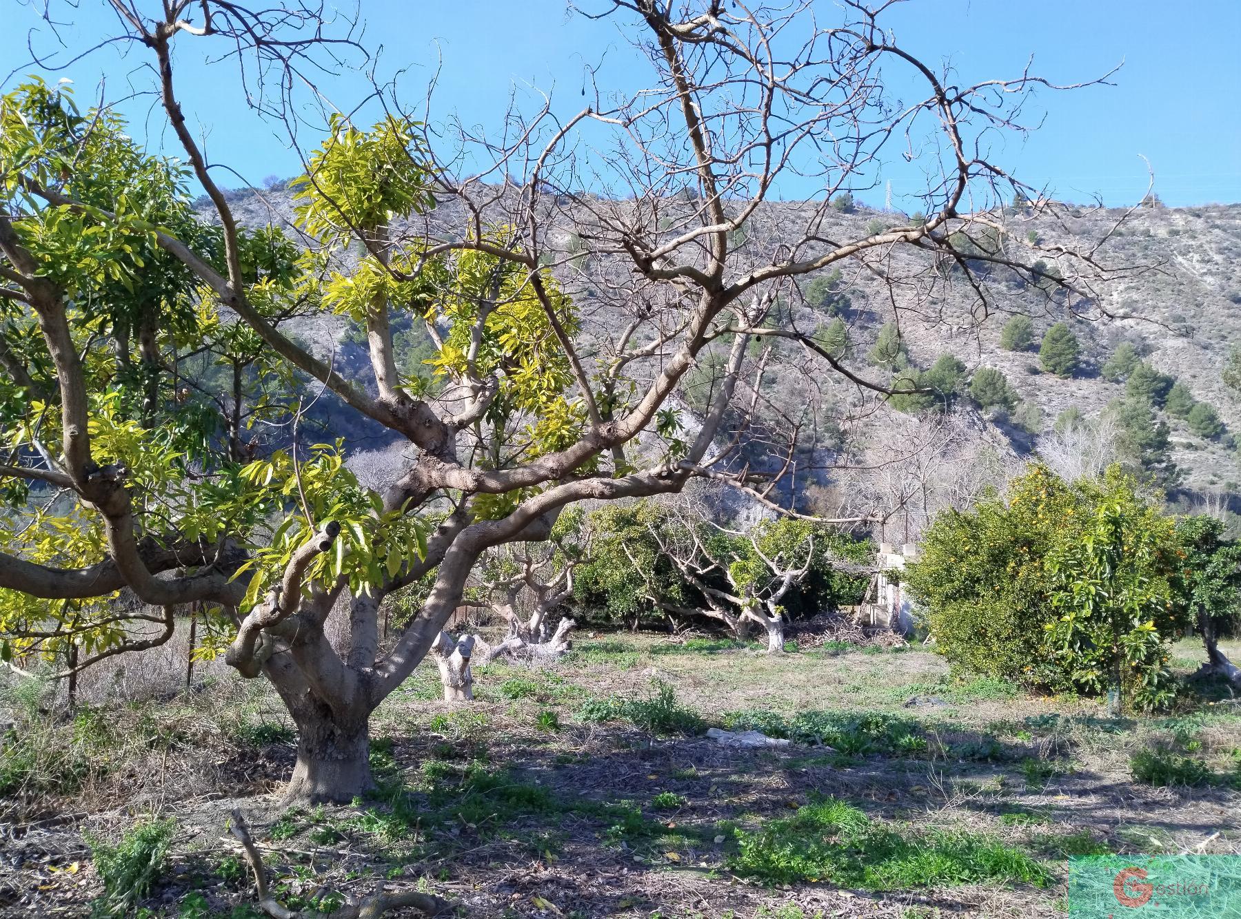 Venta de finca rústica en Vélez de Benaudalla