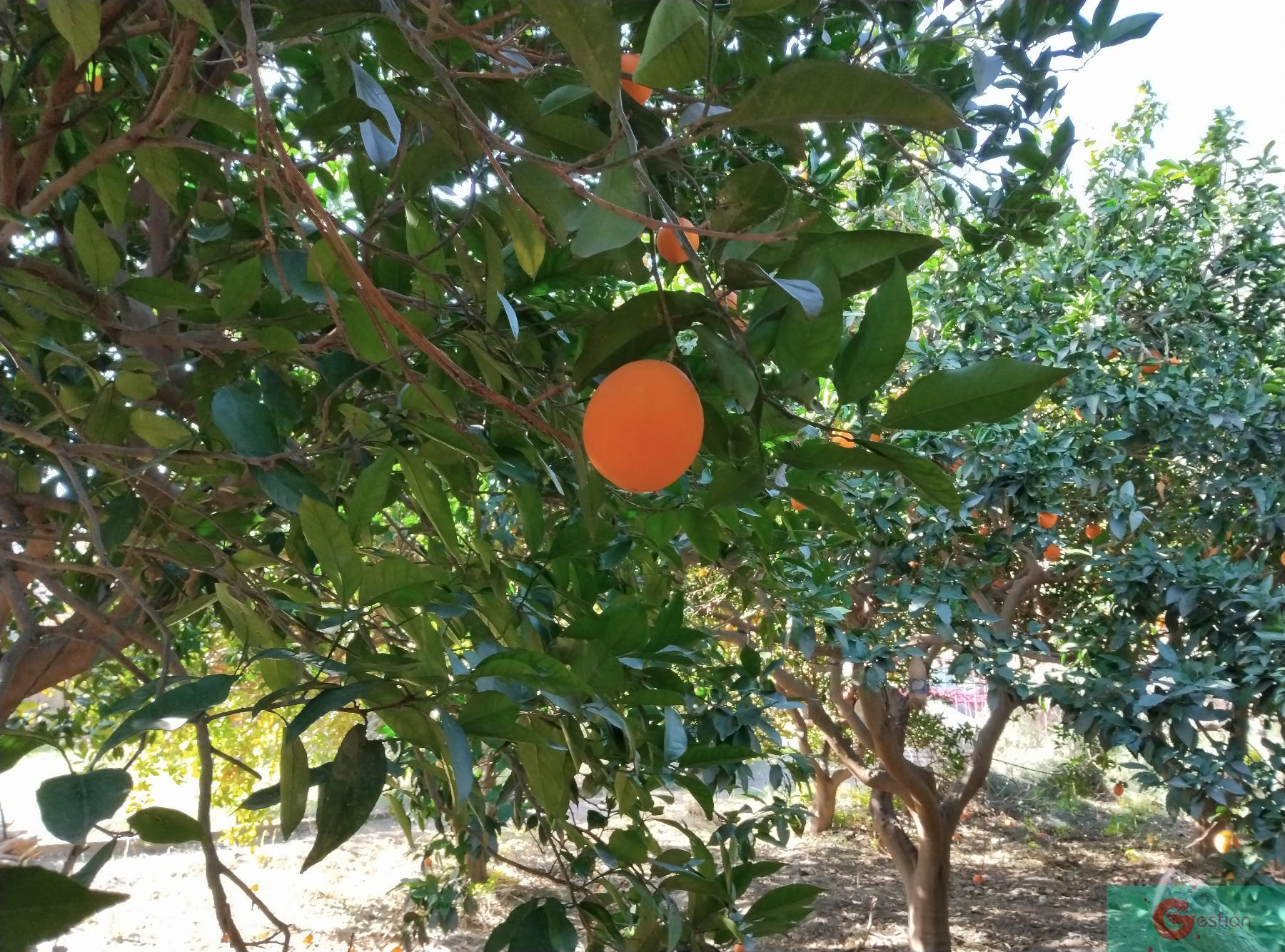 Venta de finca rústica en Vélez de Benaudalla