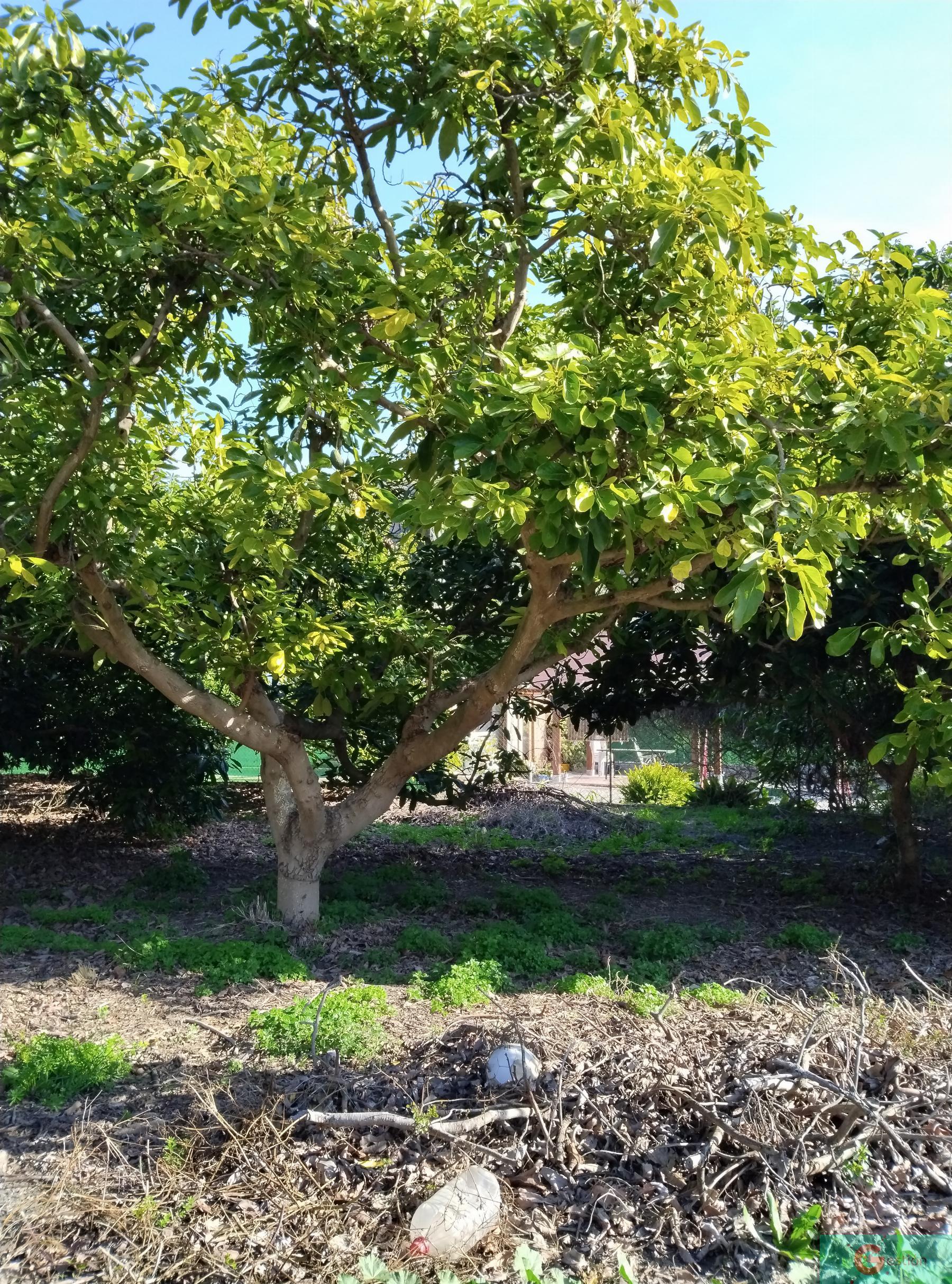 Venta de finca rústica en Vélez de Benaudalla