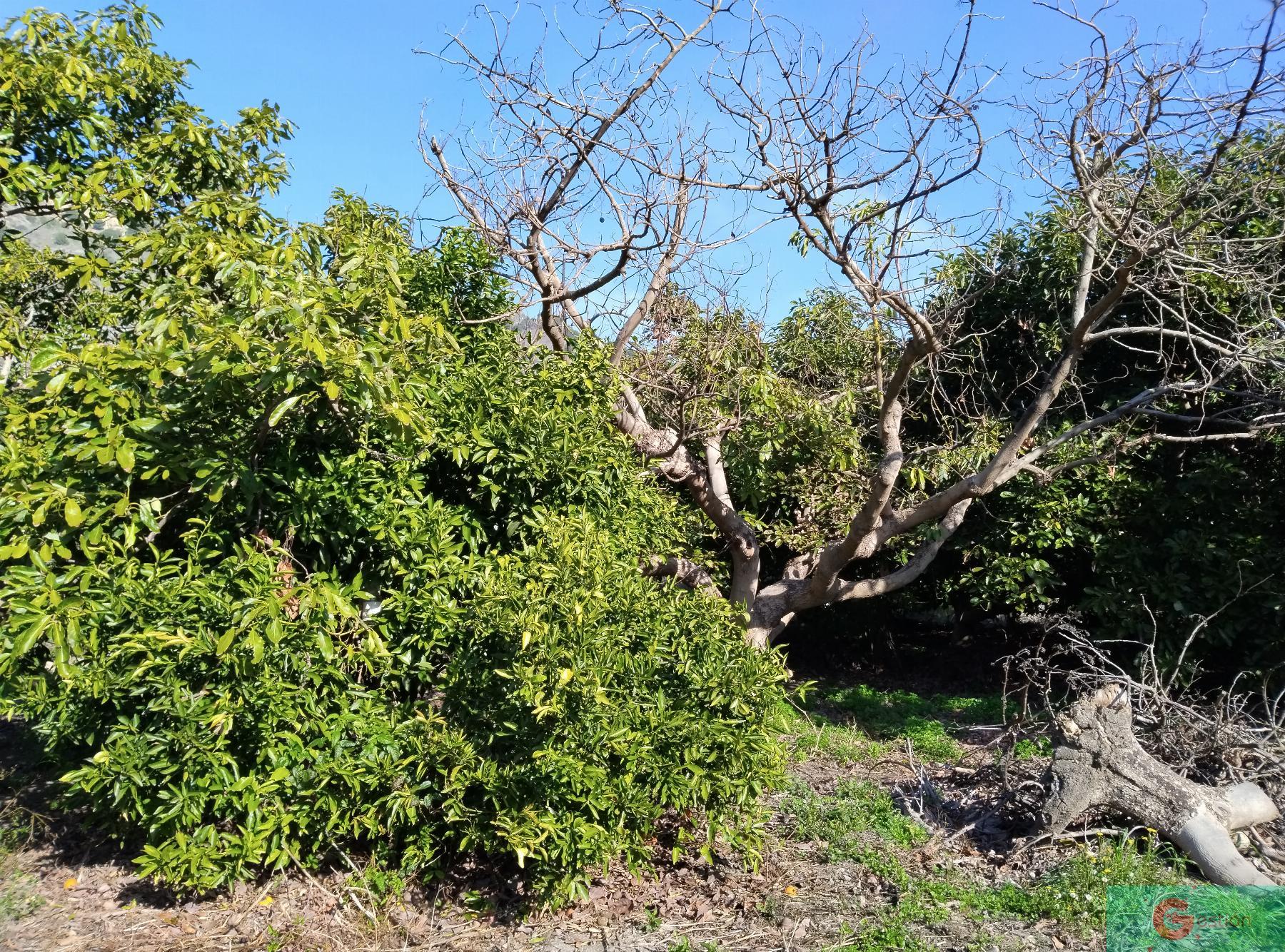 Venta de finca rústica en Vélez de Benaudalla