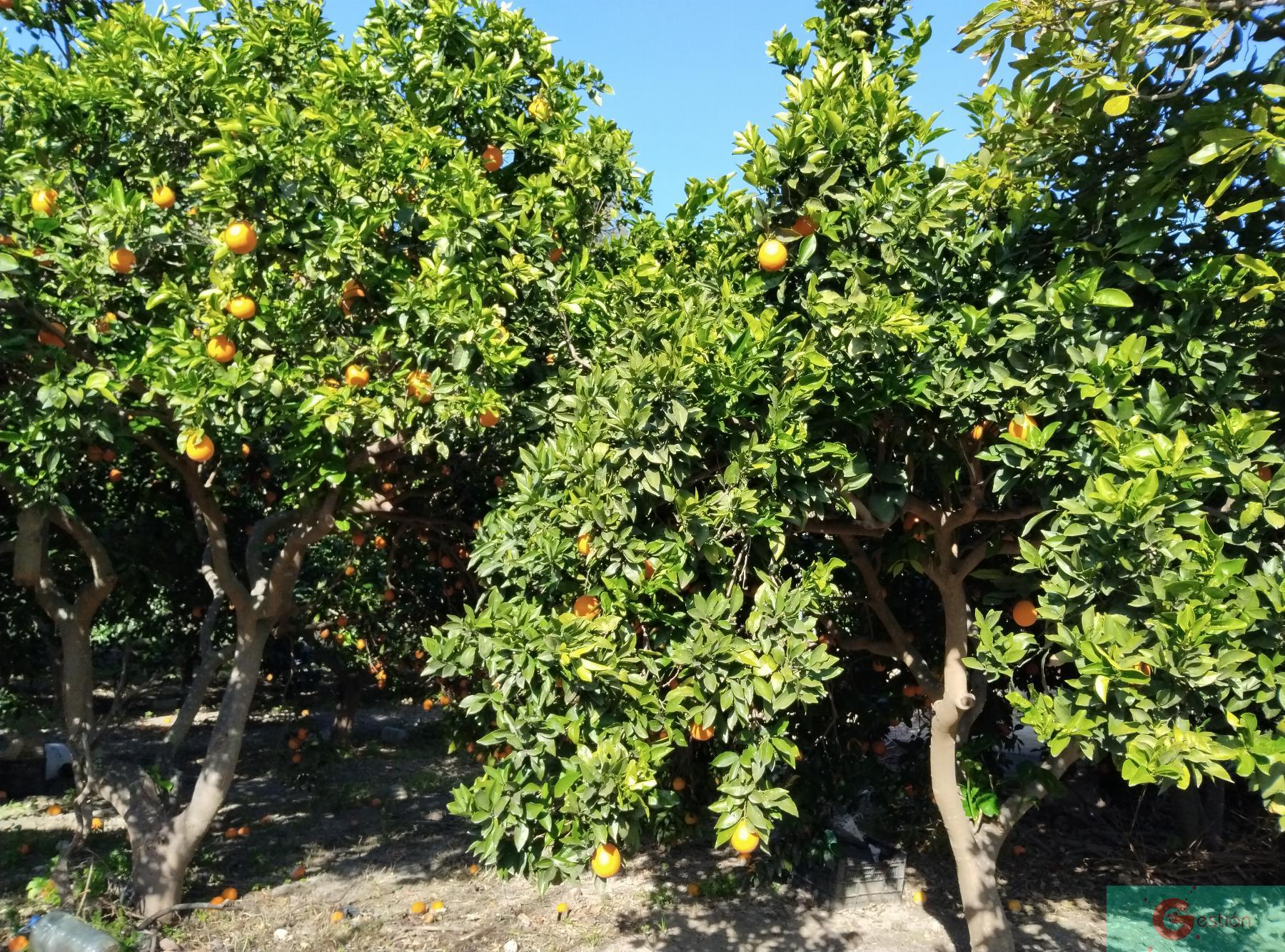 Venta de finca rústica en Vélez de Benaudalla