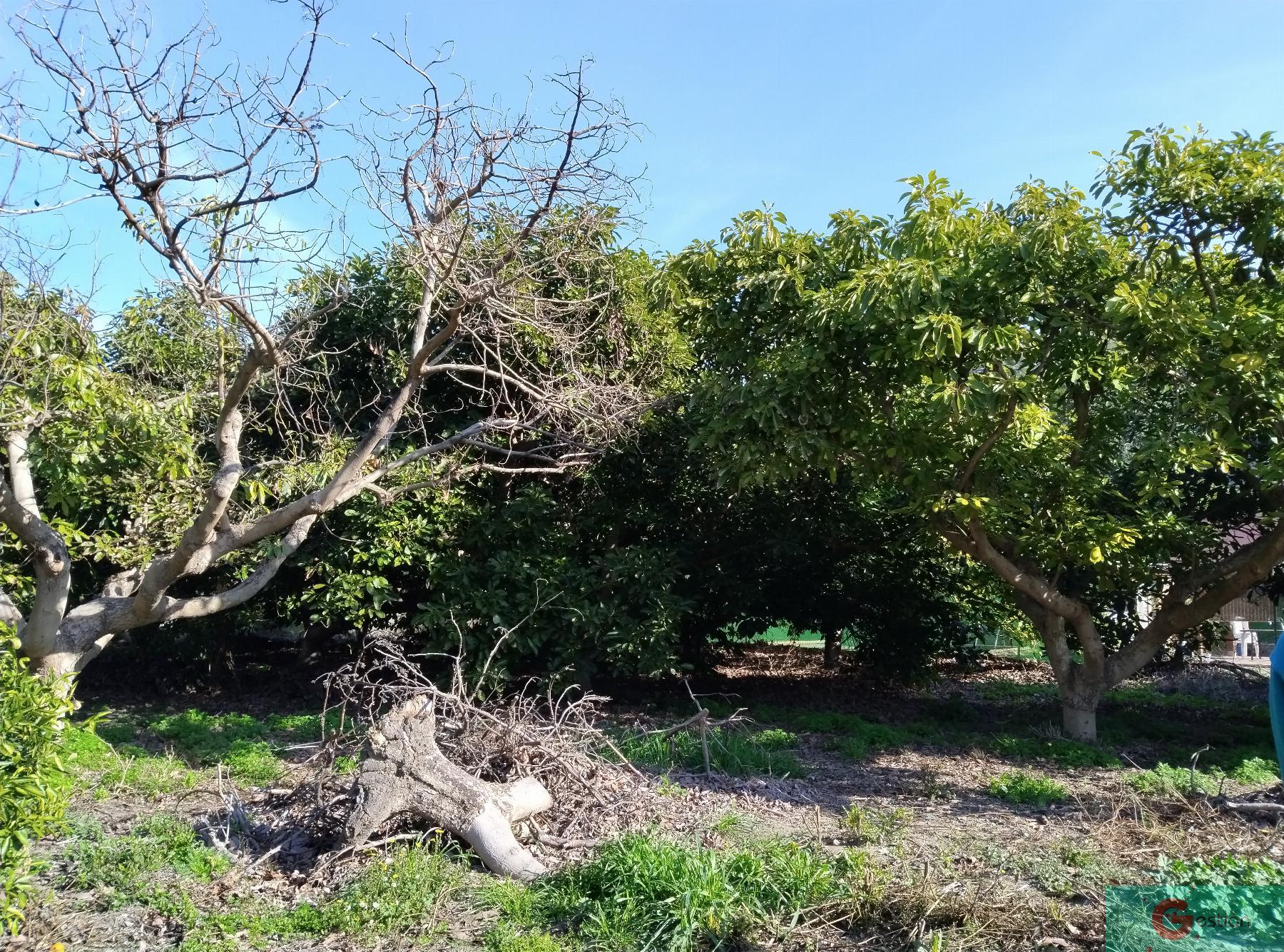 Venta de finca rústica en Vélez de Benaudalla