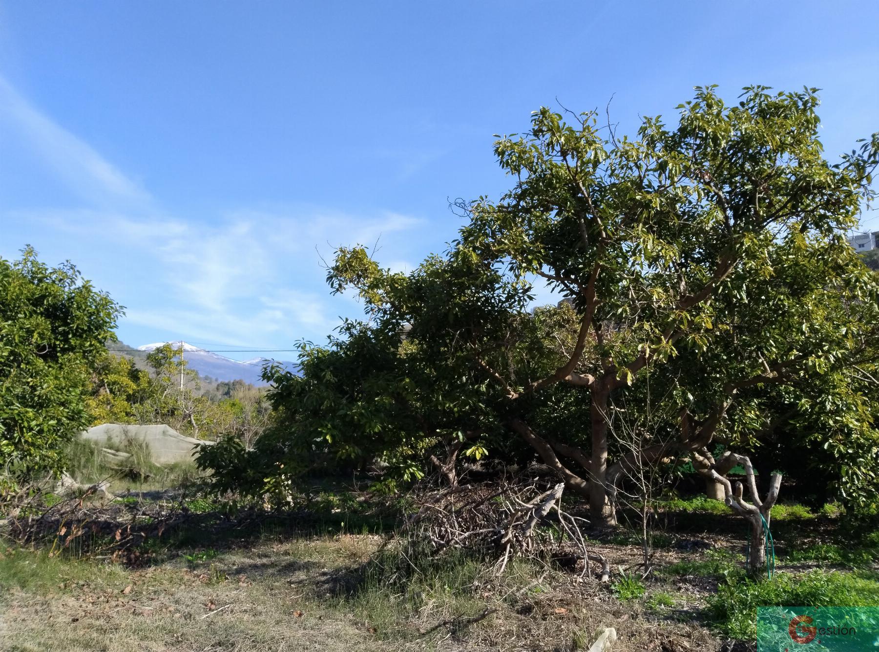 Venta de finca rústica en Vélez de Benaudalla