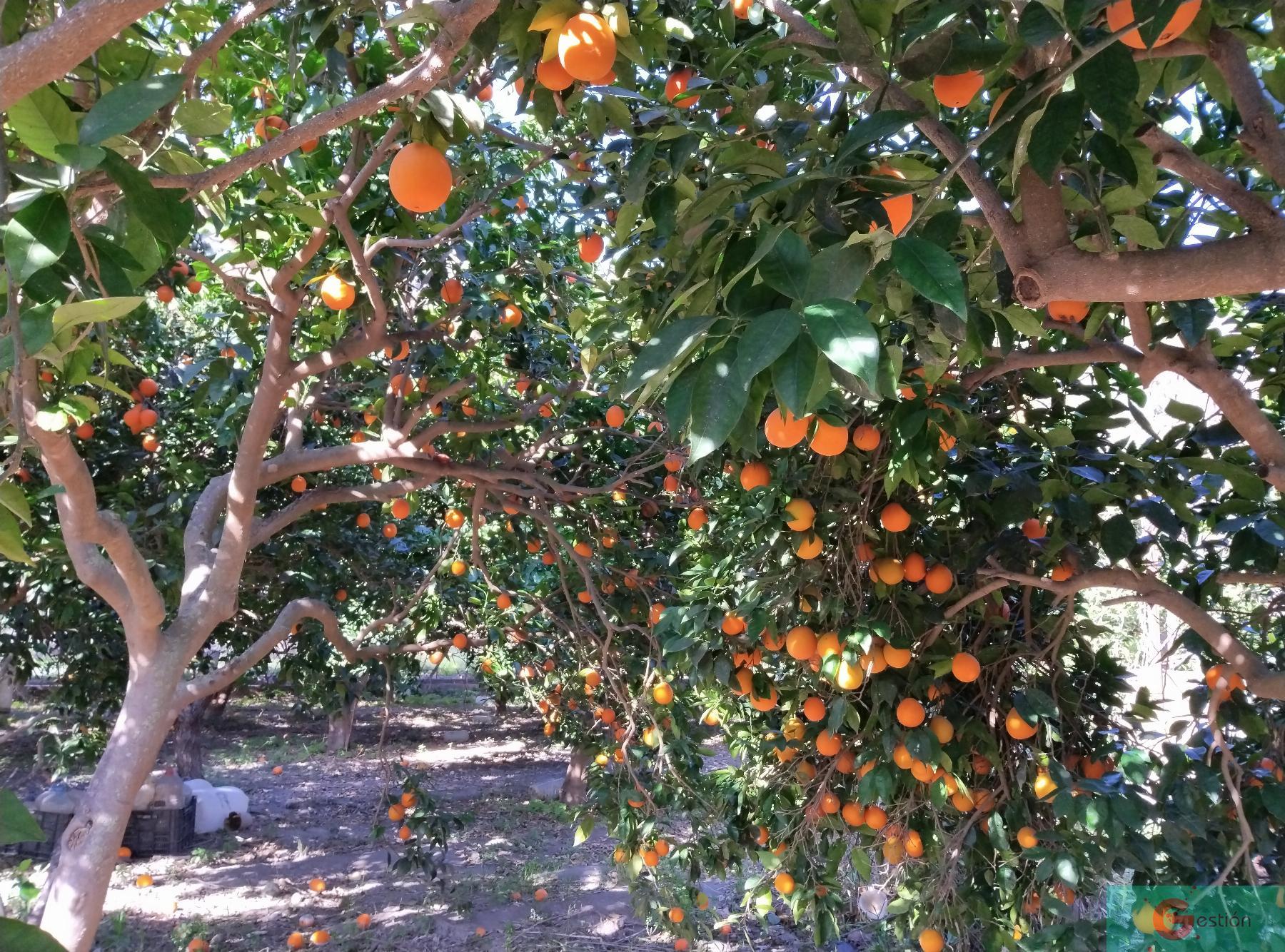 Venta de finca rústica en Vélez de Benaudalla