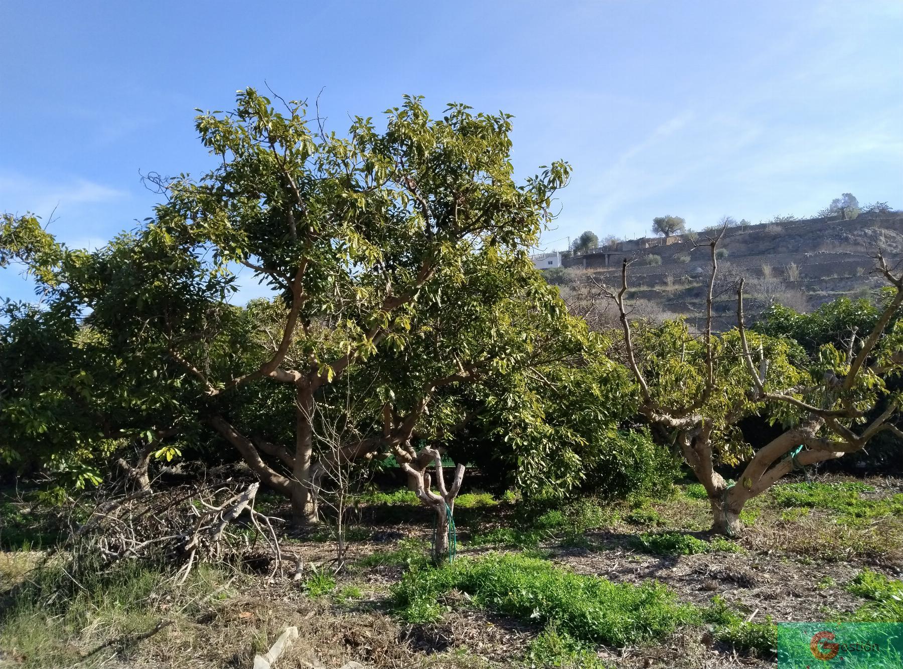 Venta de finca rústica en Vélez de Benaudalla