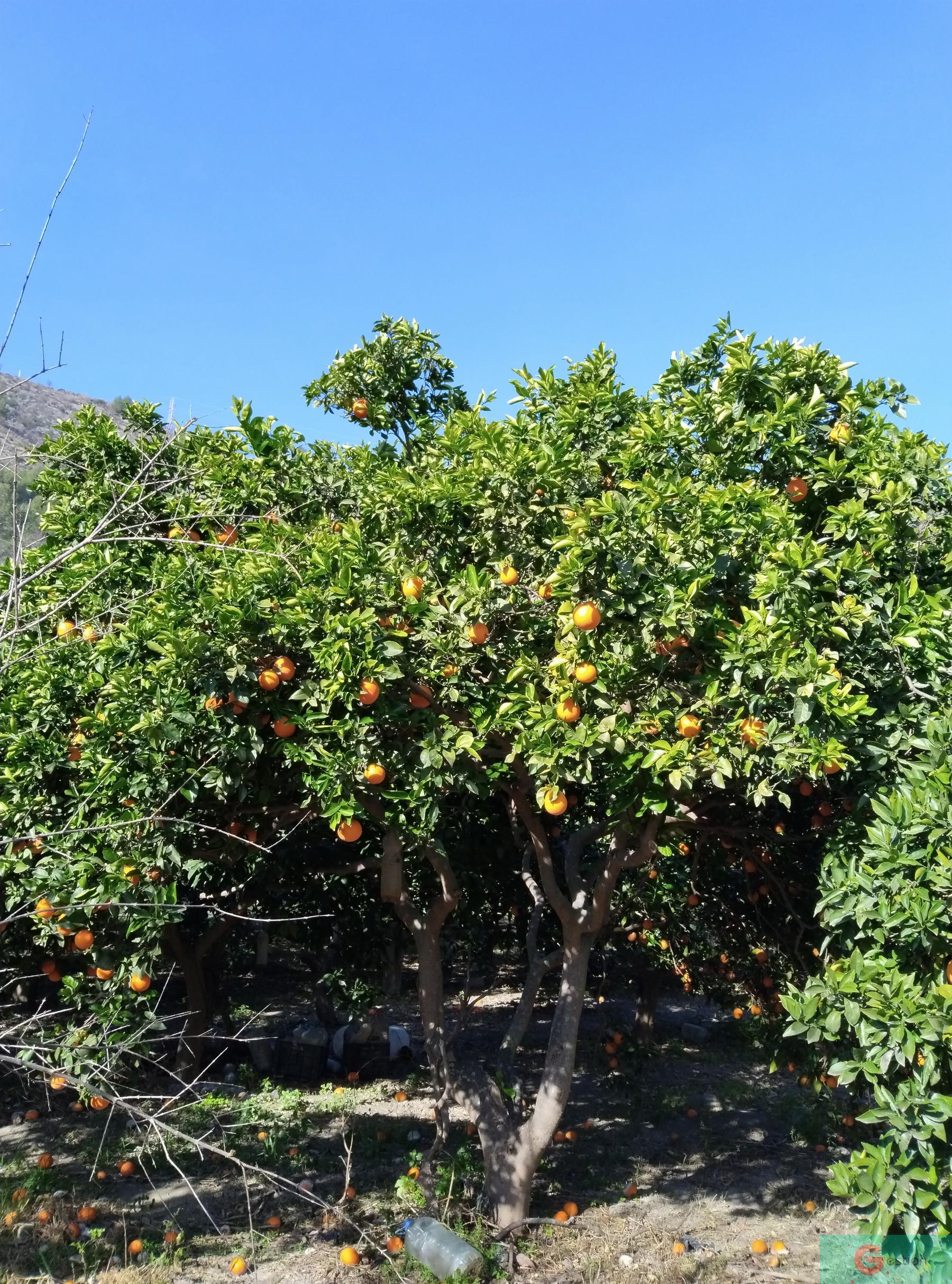 Venta de finca rústica en Vélez de Benaudalla