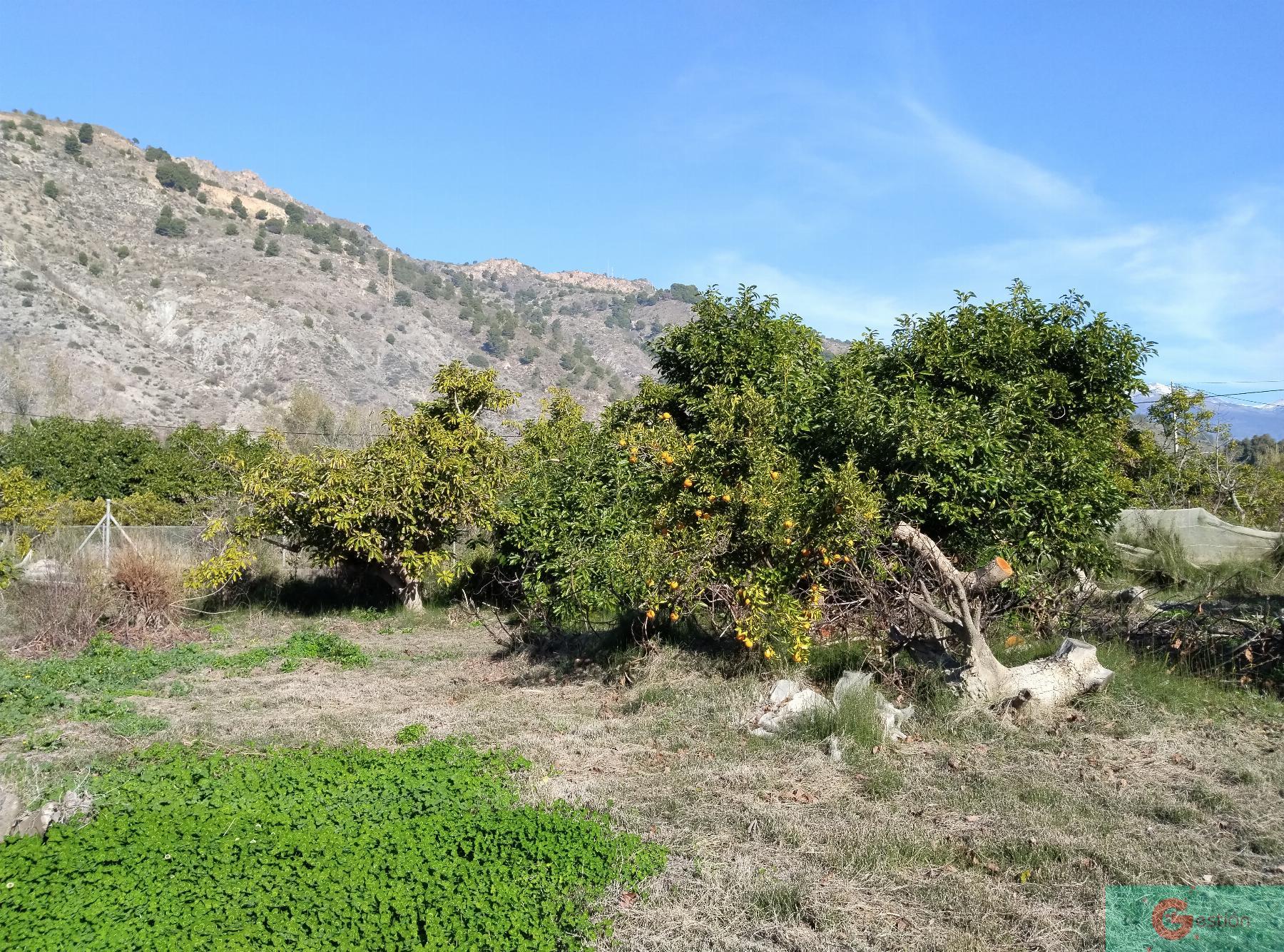 Venta de finca rústica en Vélez de Benaudalla