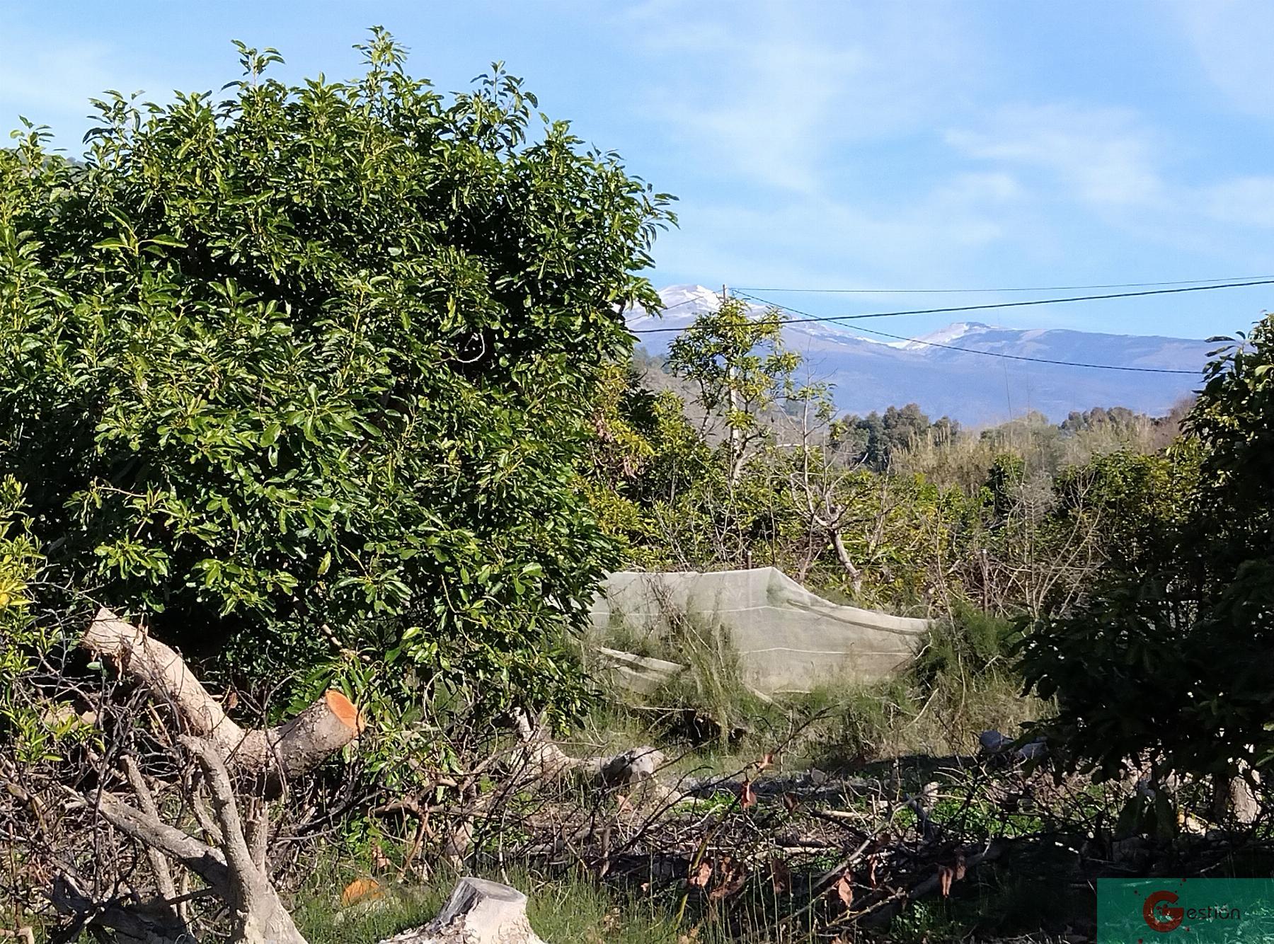 Venta de finca rústica en Vélez de Benaudalla