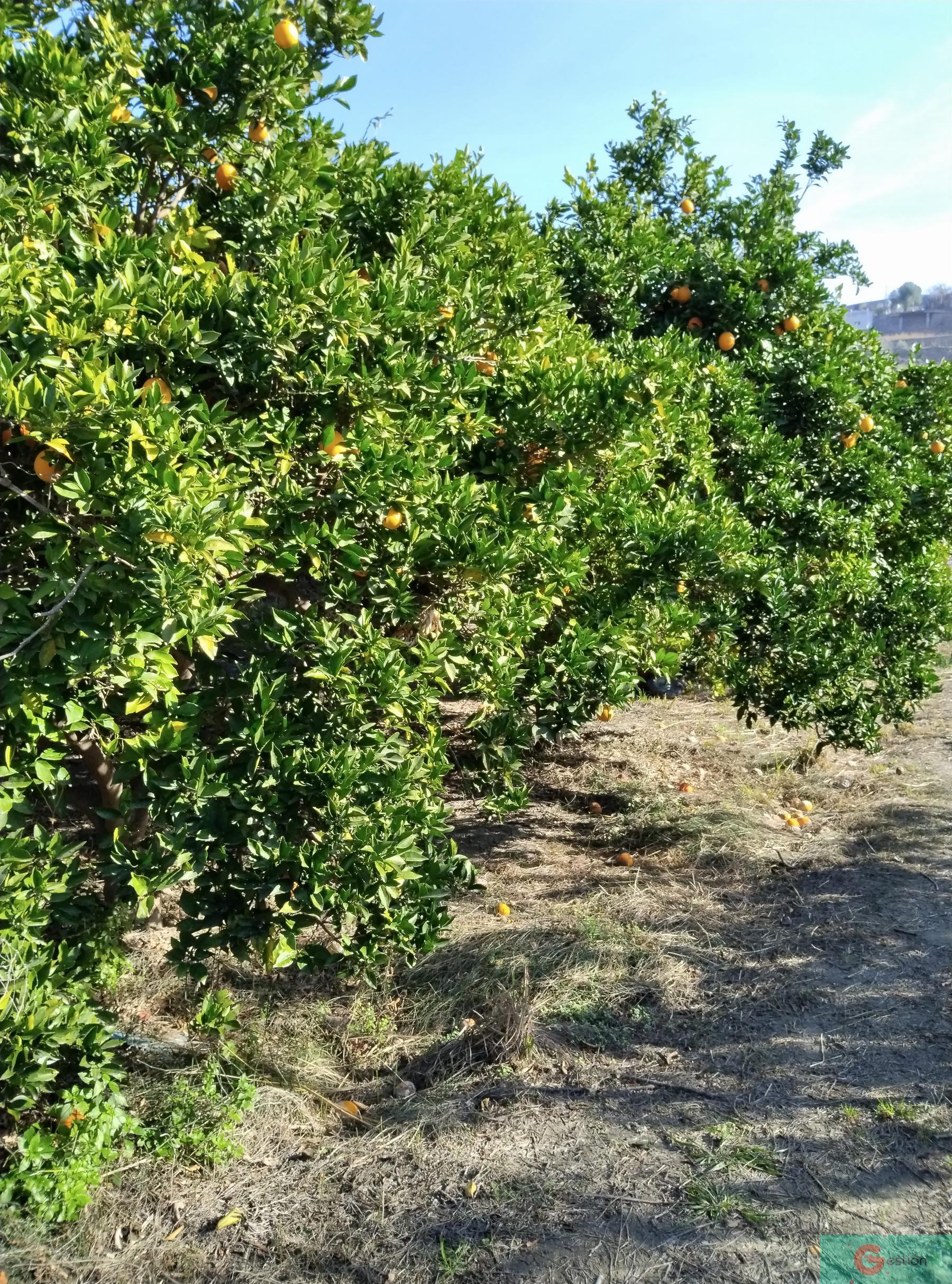 Venta de finca rústica en Vélez de Benaudalla