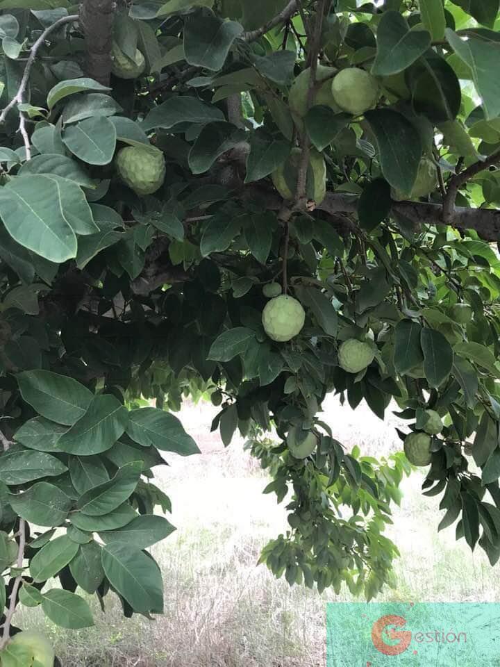 Venta de finca rústica en Salobreña