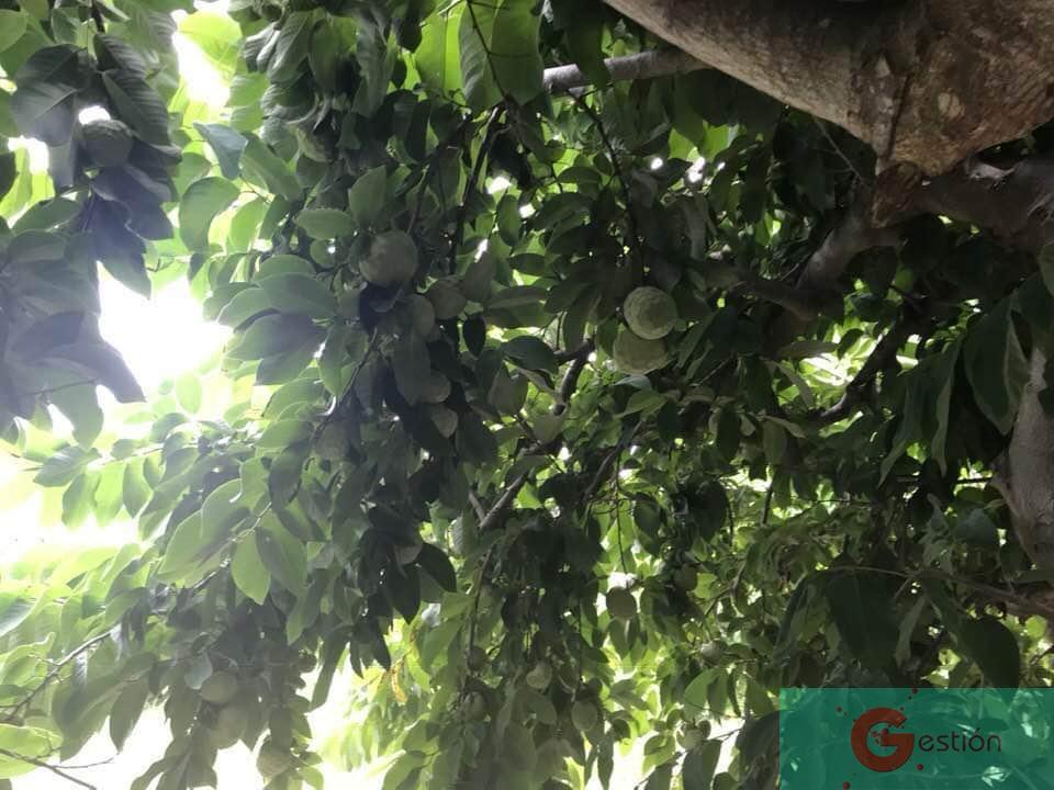 Venta de finca rústica en Salobreña