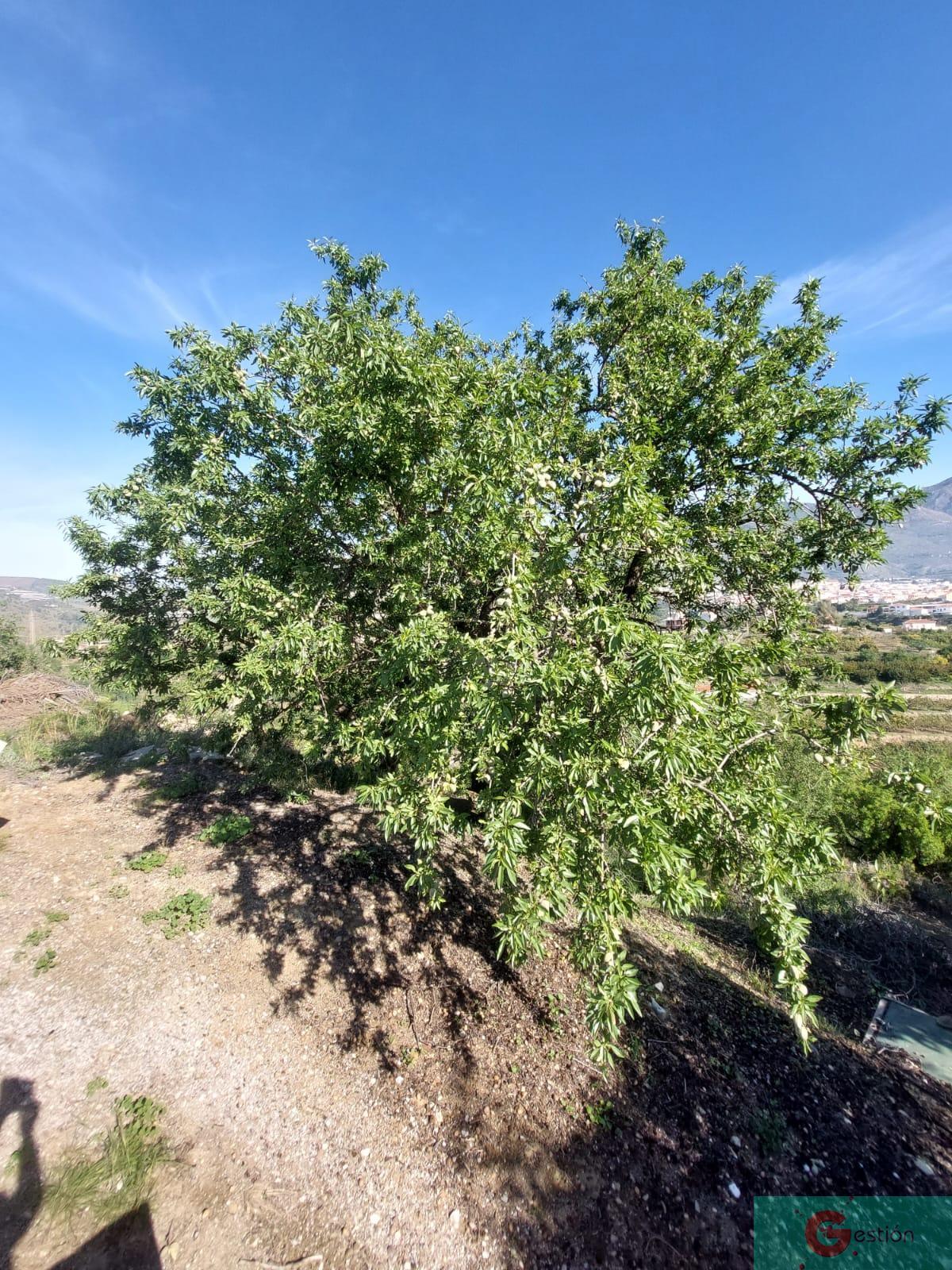 Venta de finca rústica en Molvízar