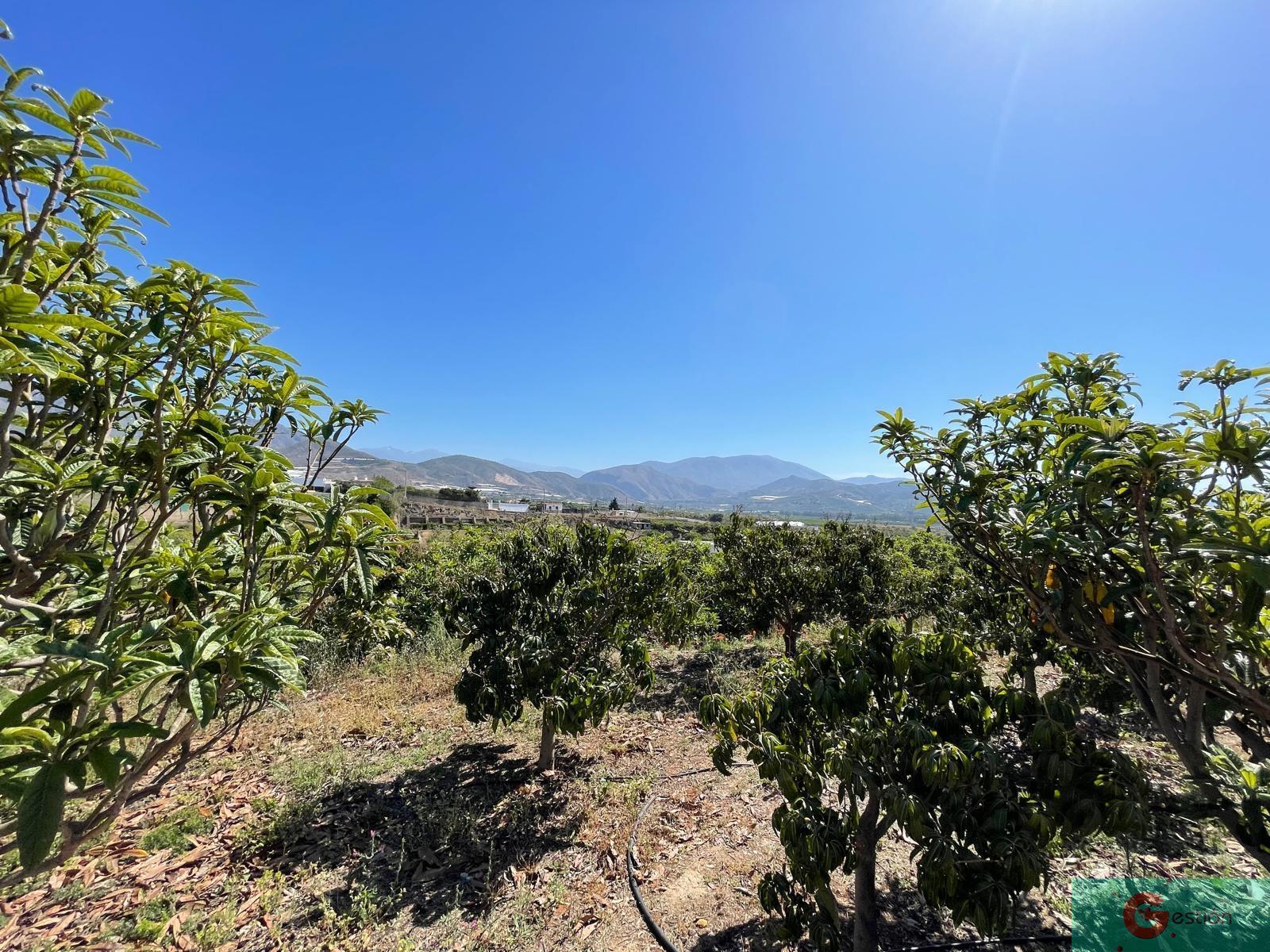 Venta de finca rústica en Salobreña
